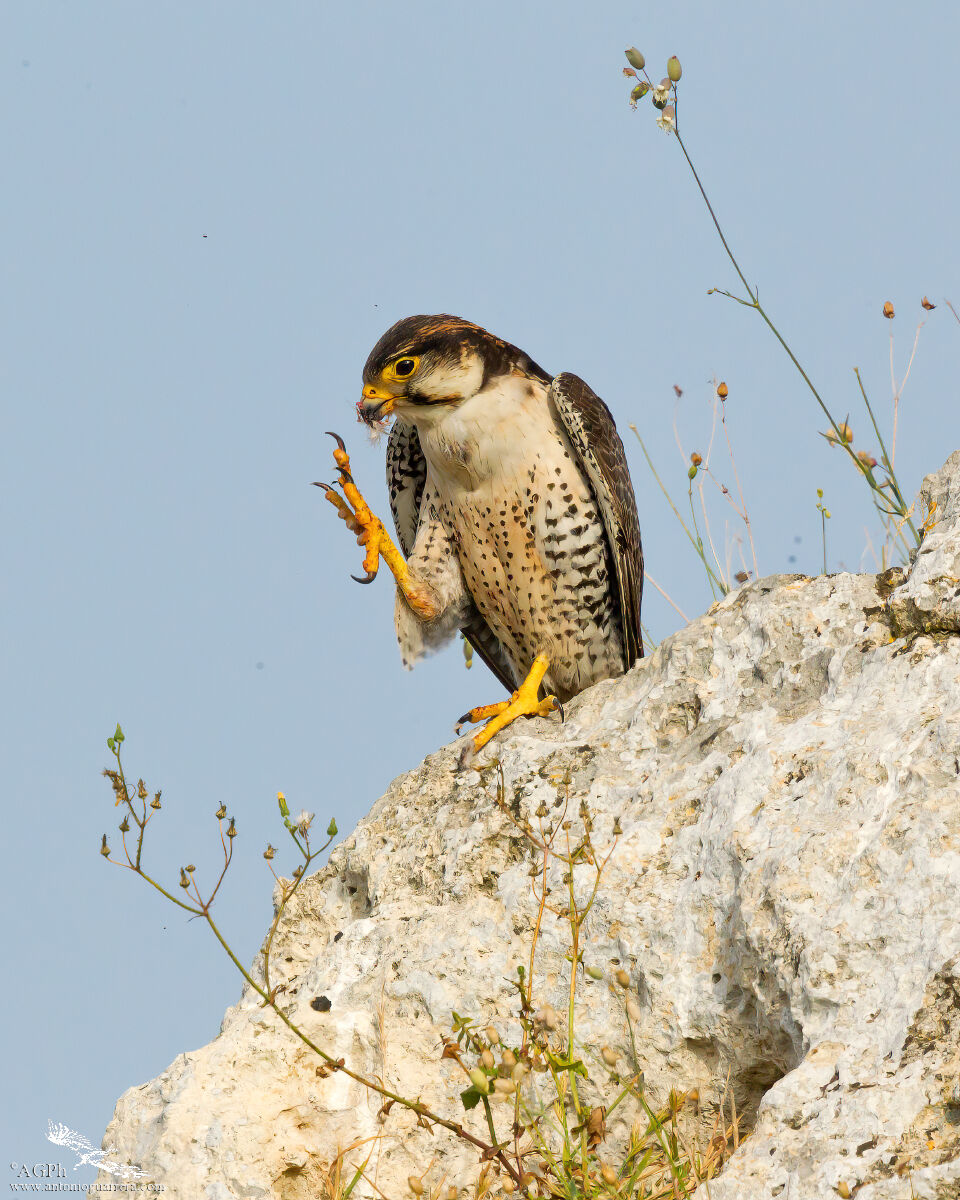 Lanario durante la pulizia degli artigli