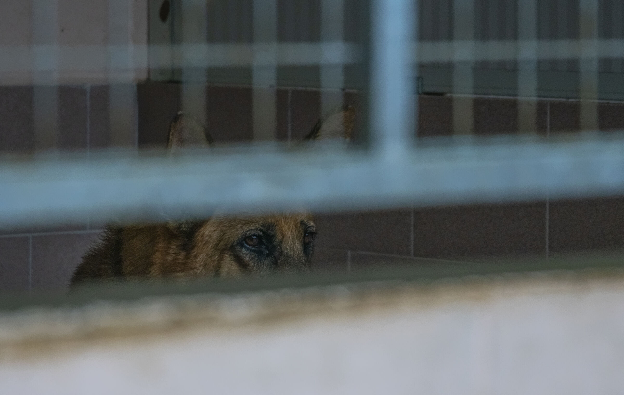 Occhi che sanno guardare