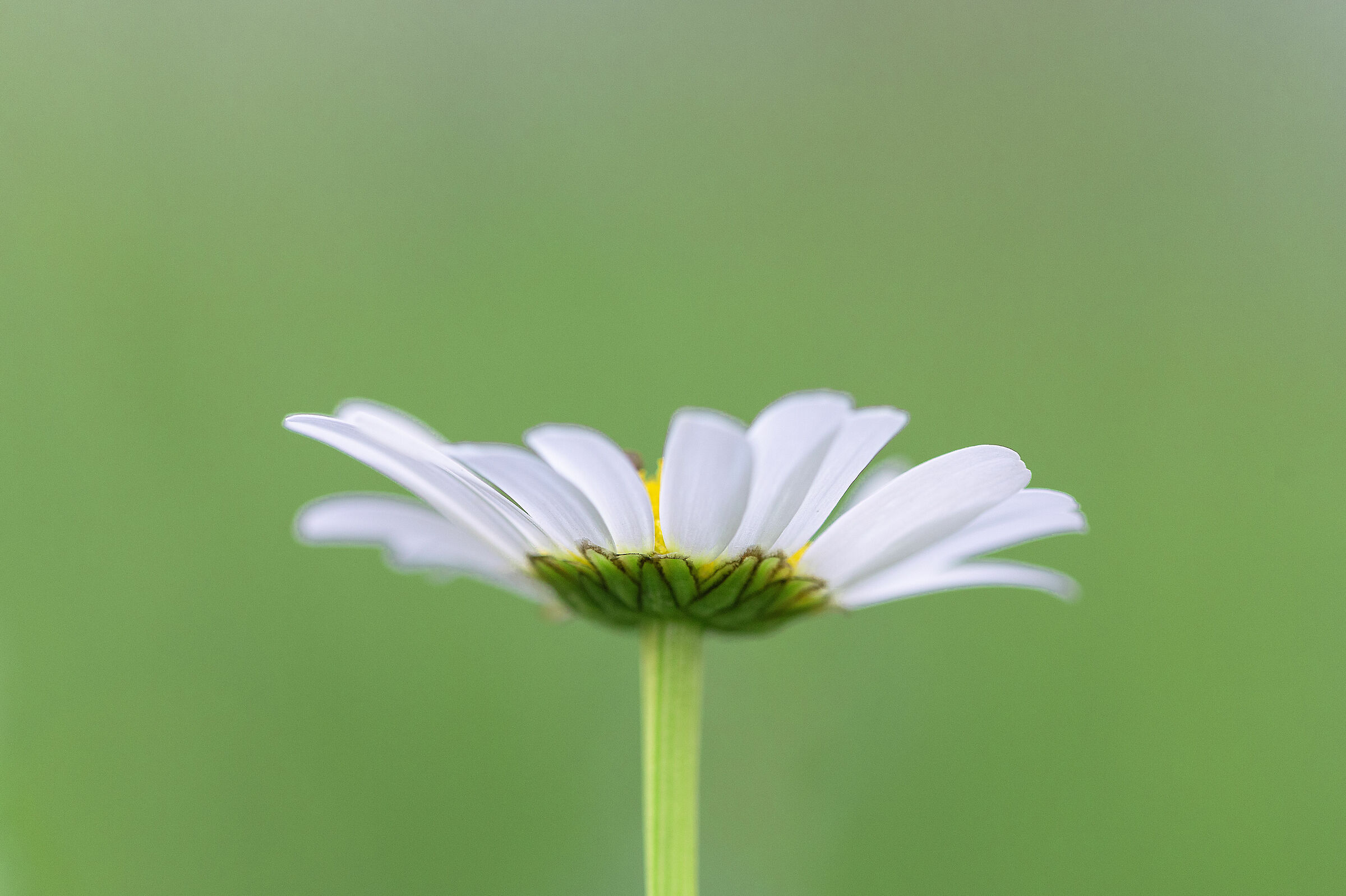 Arrivò un fiore ad calmare gli animi