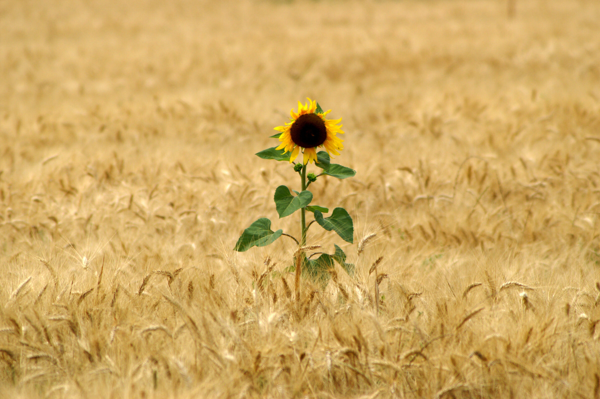 Il solitario