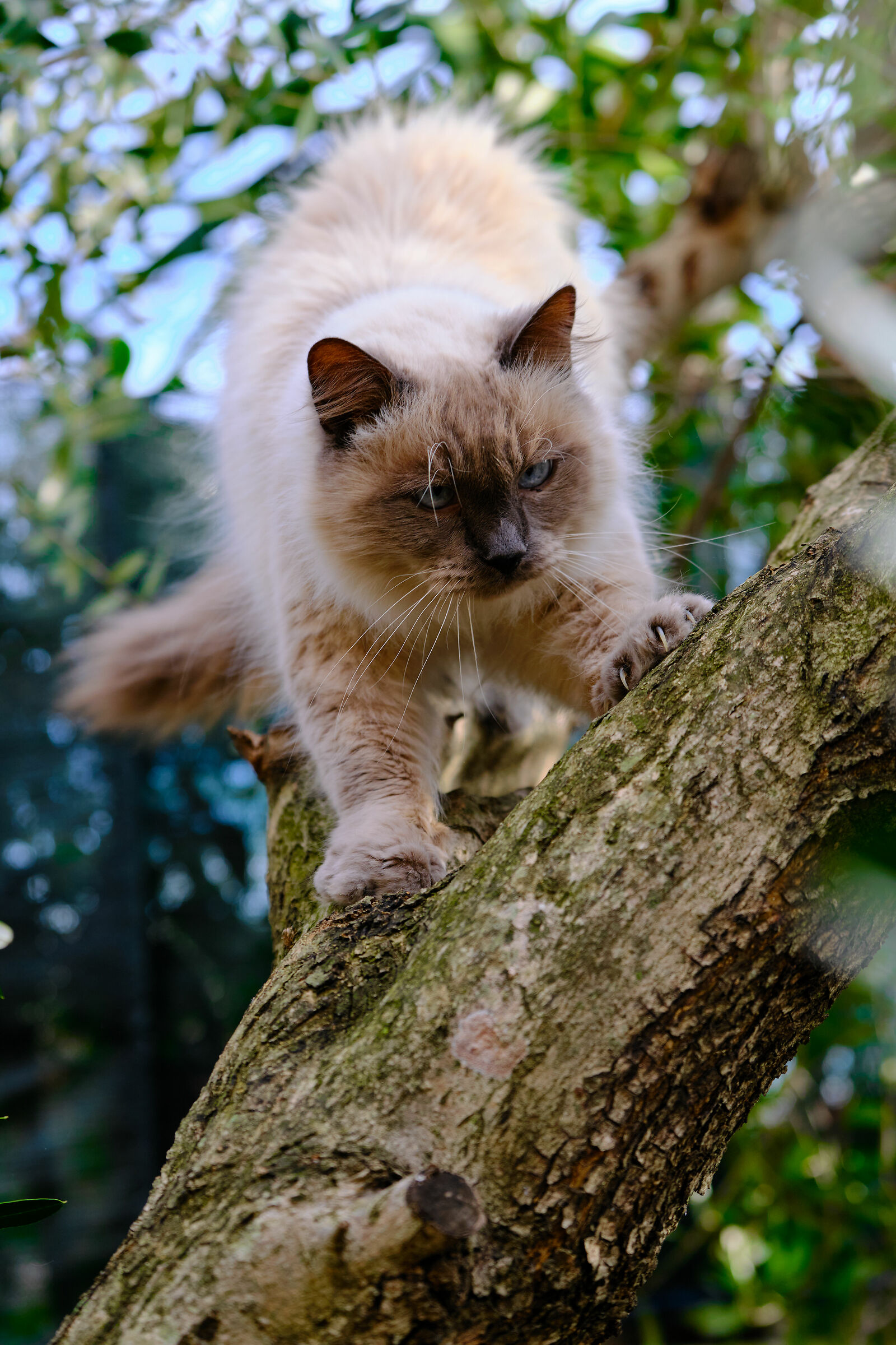 Ancora foto????Basta affilo le armi e attacco