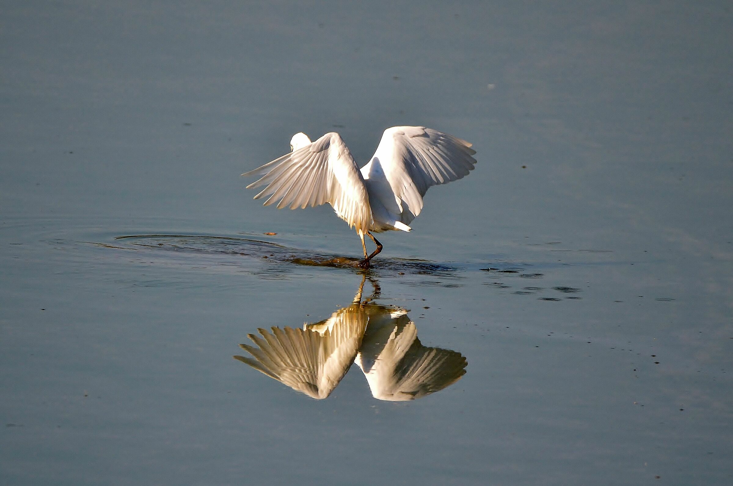 Reflection 1