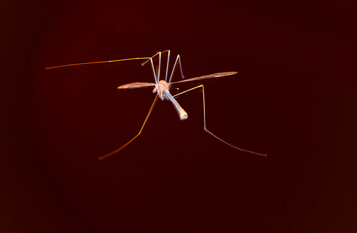 Mosquito