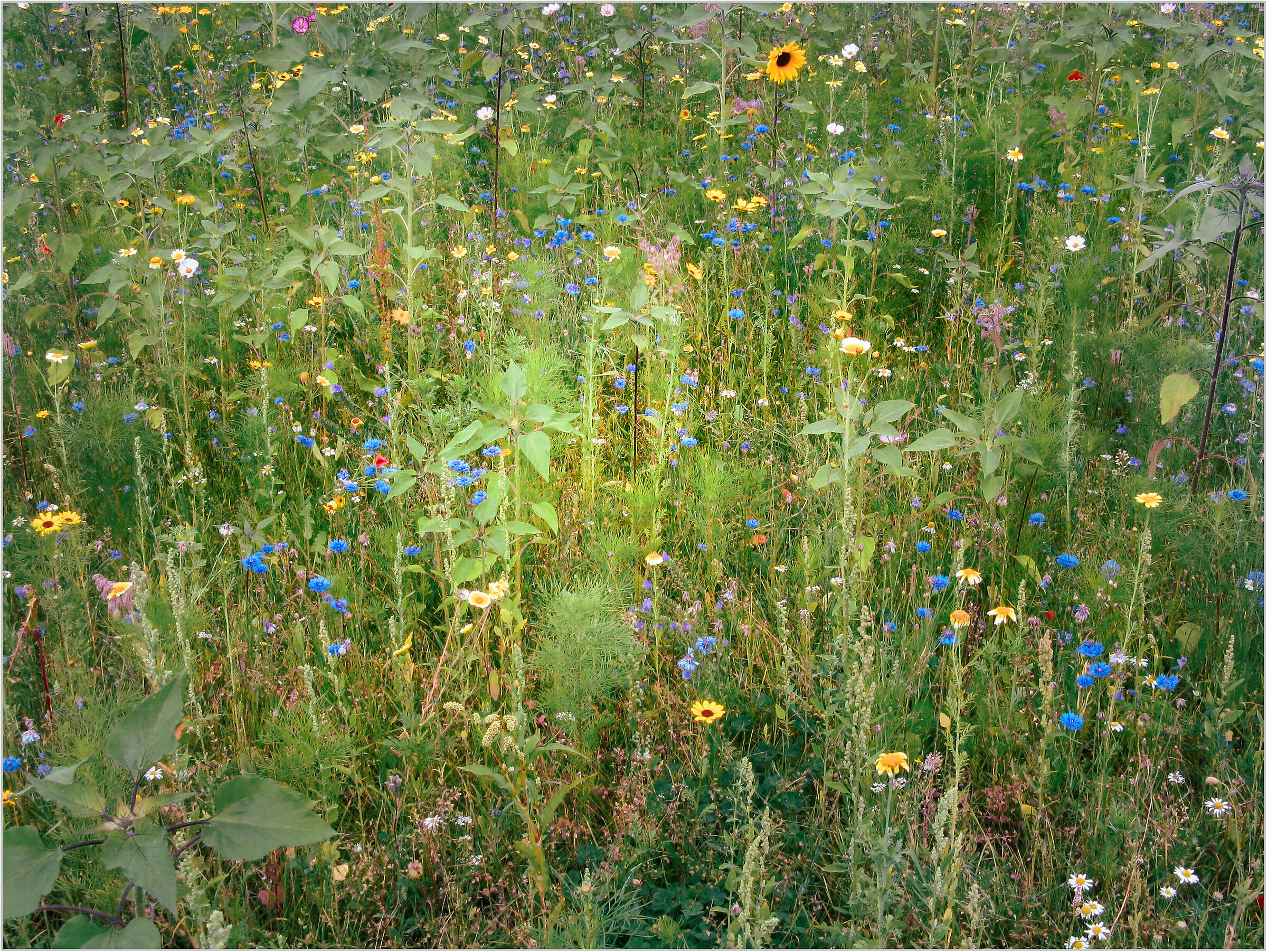 Impressioni francesi