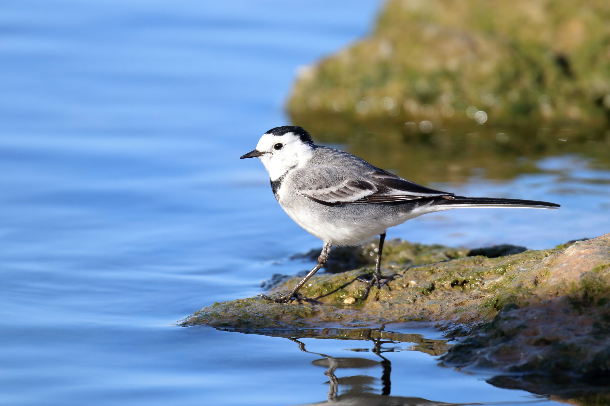 Wagtail bianco