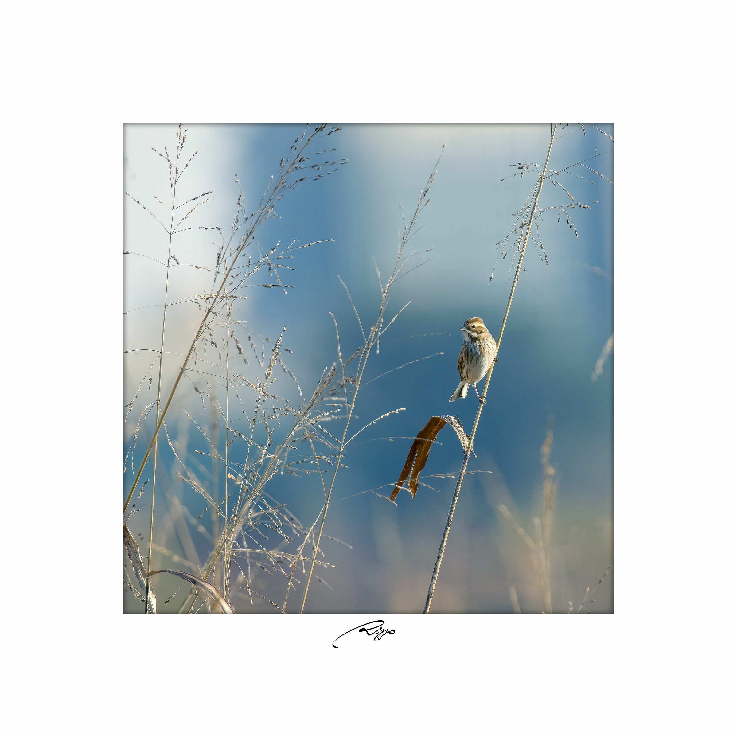 migliarino di palude