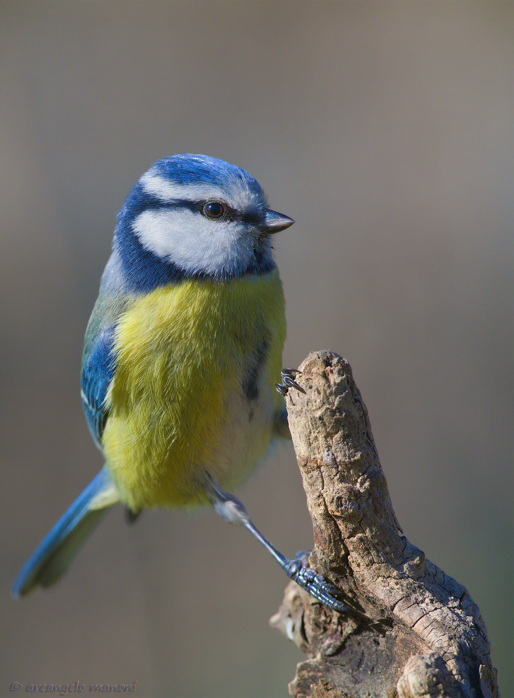 Cinciarella Mon Amour