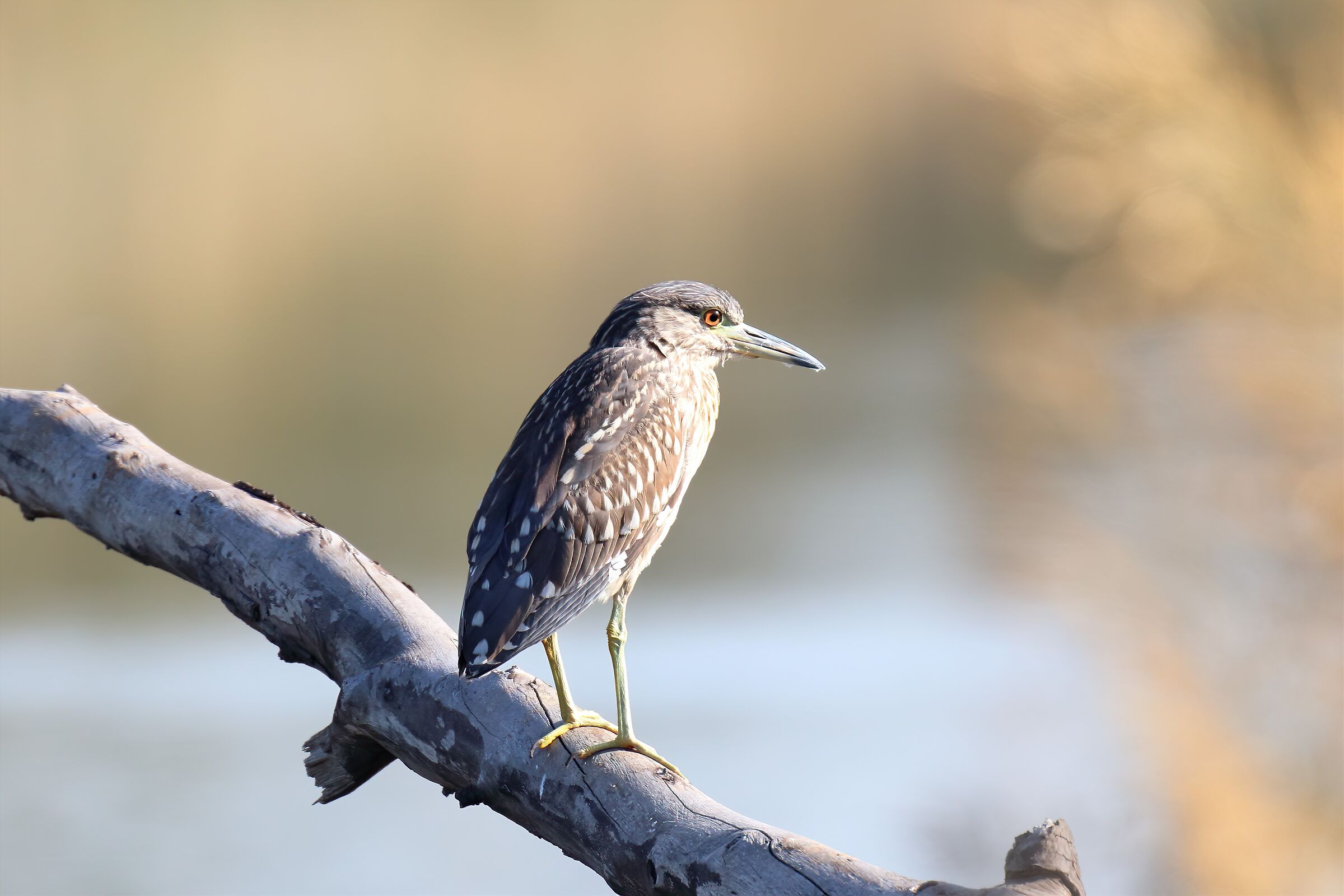 Airone notturno dalla corona nera