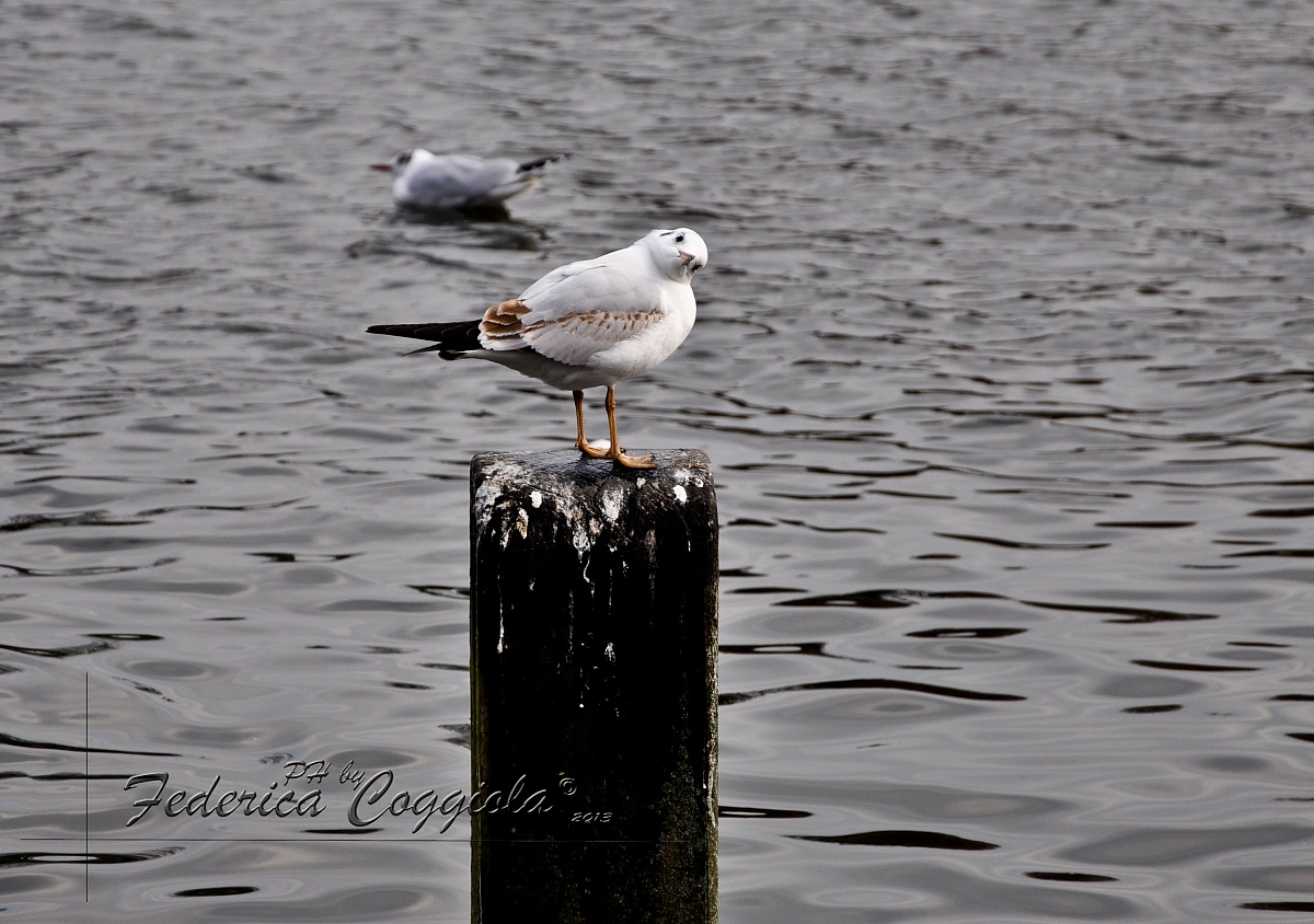 Stai fotografando me?