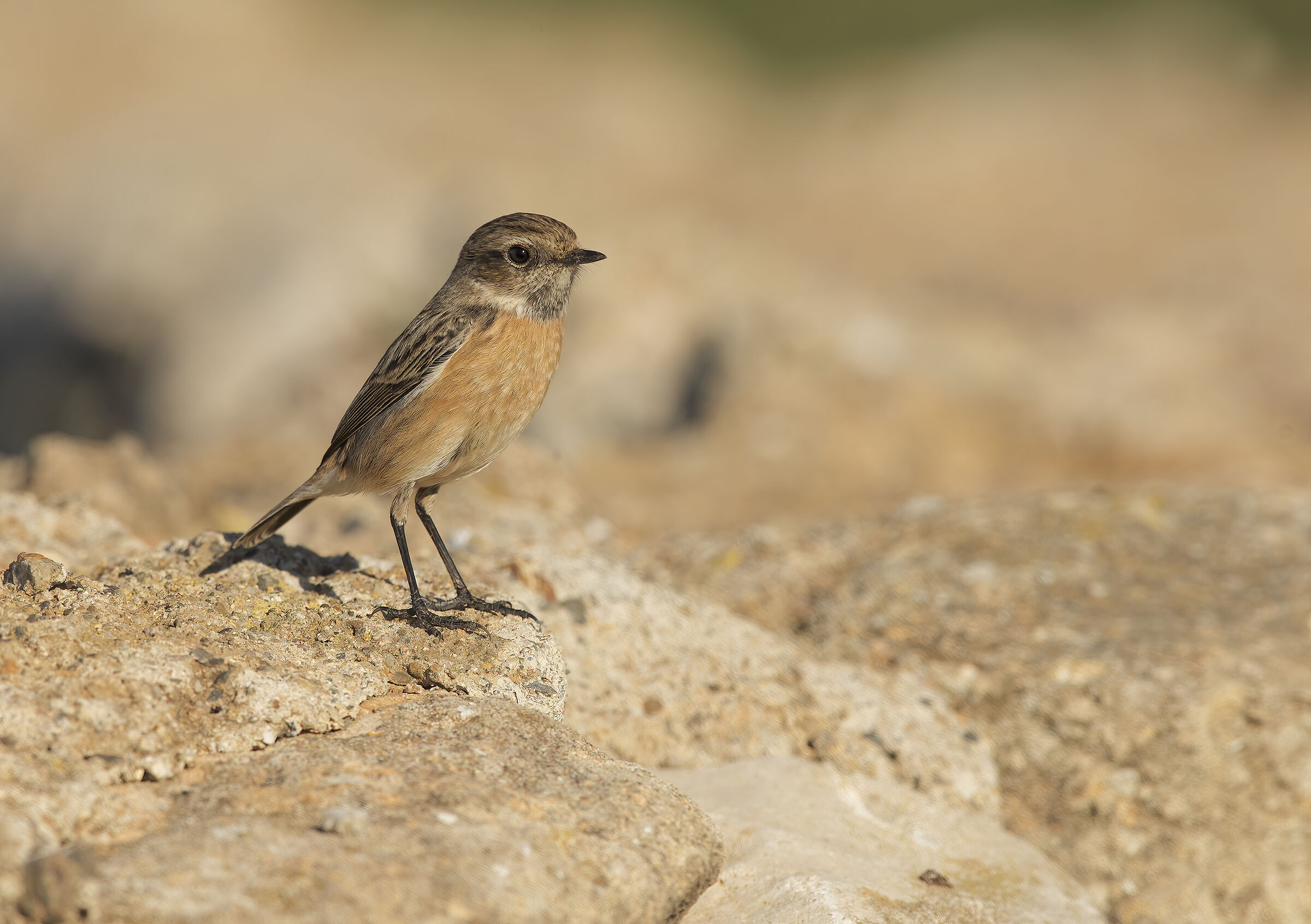 saltimpalo (saxicola torquatus)