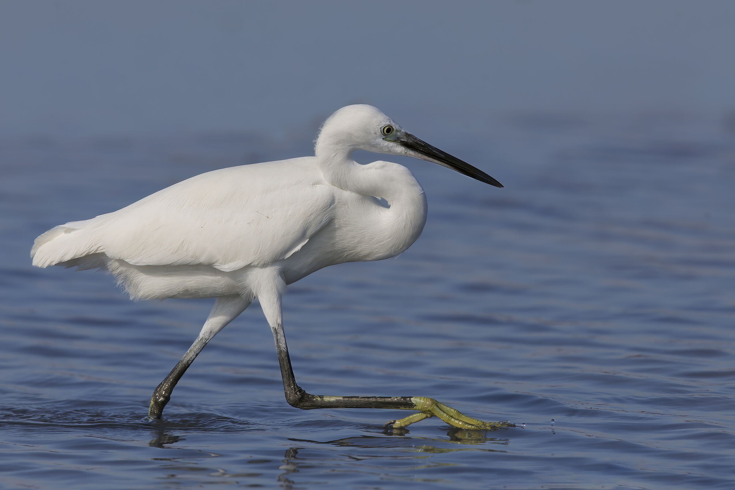 egret