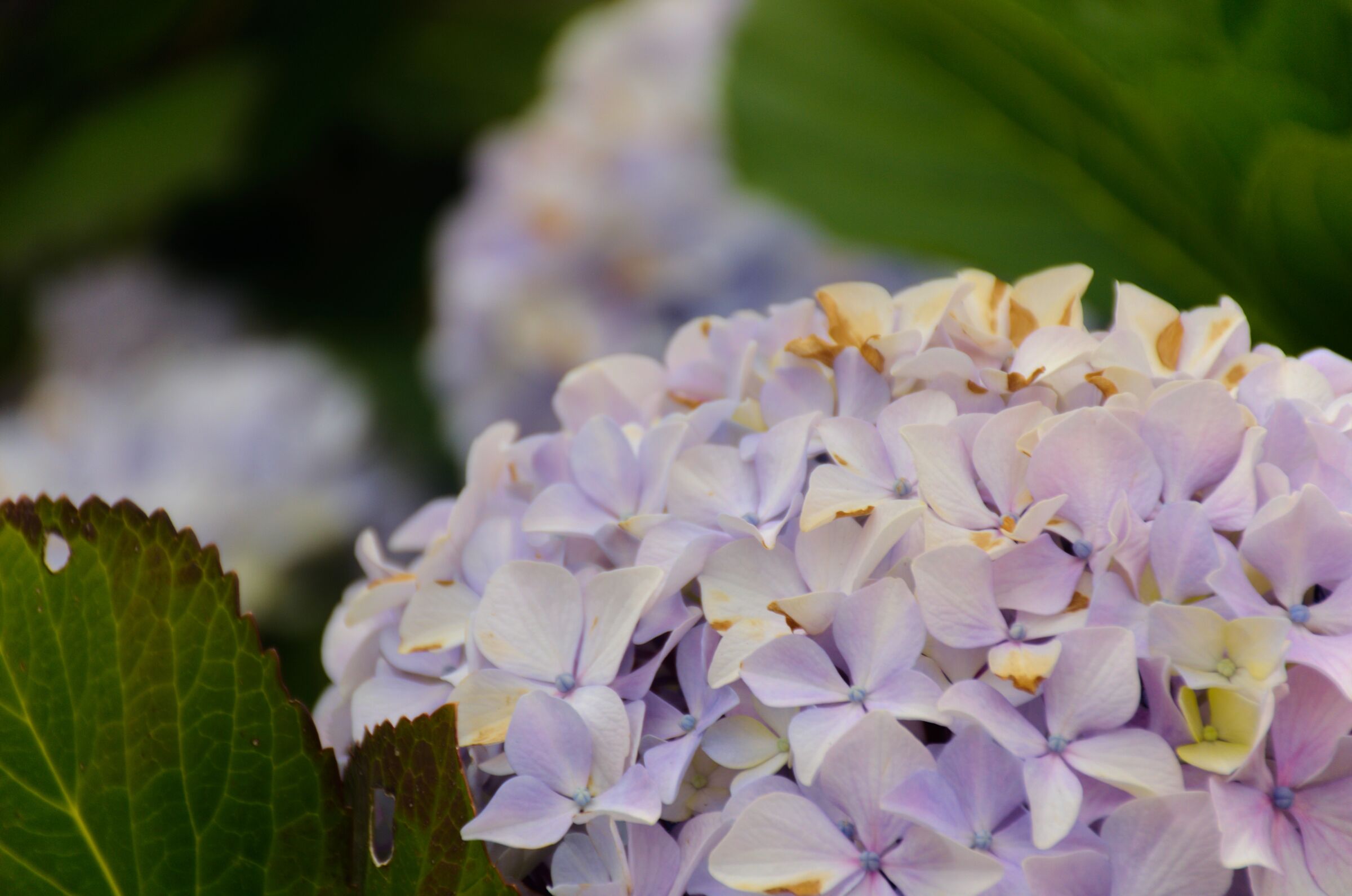 Bei fiori a Biarritz