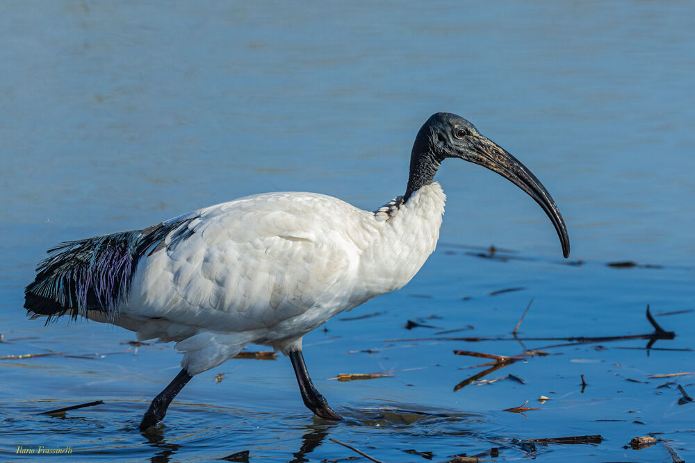 Sacred ibis