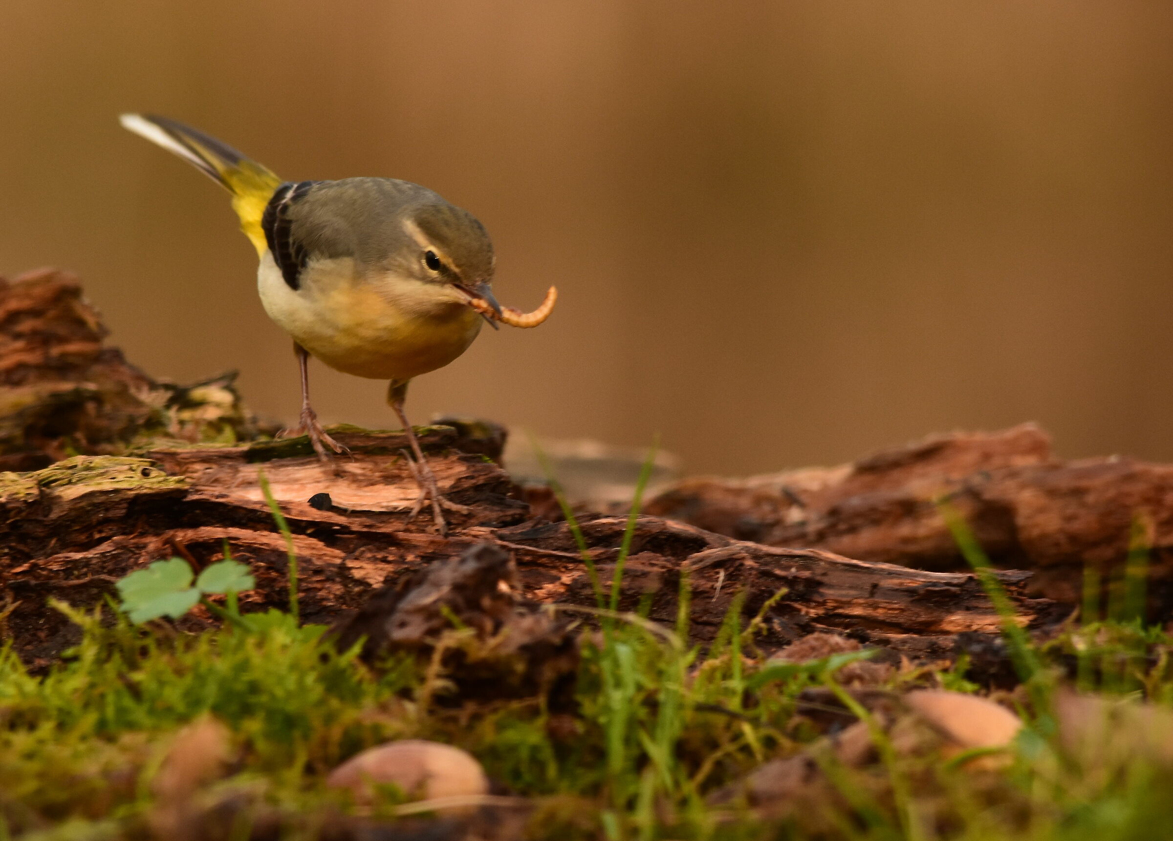 Ballerina gialla con vermetto