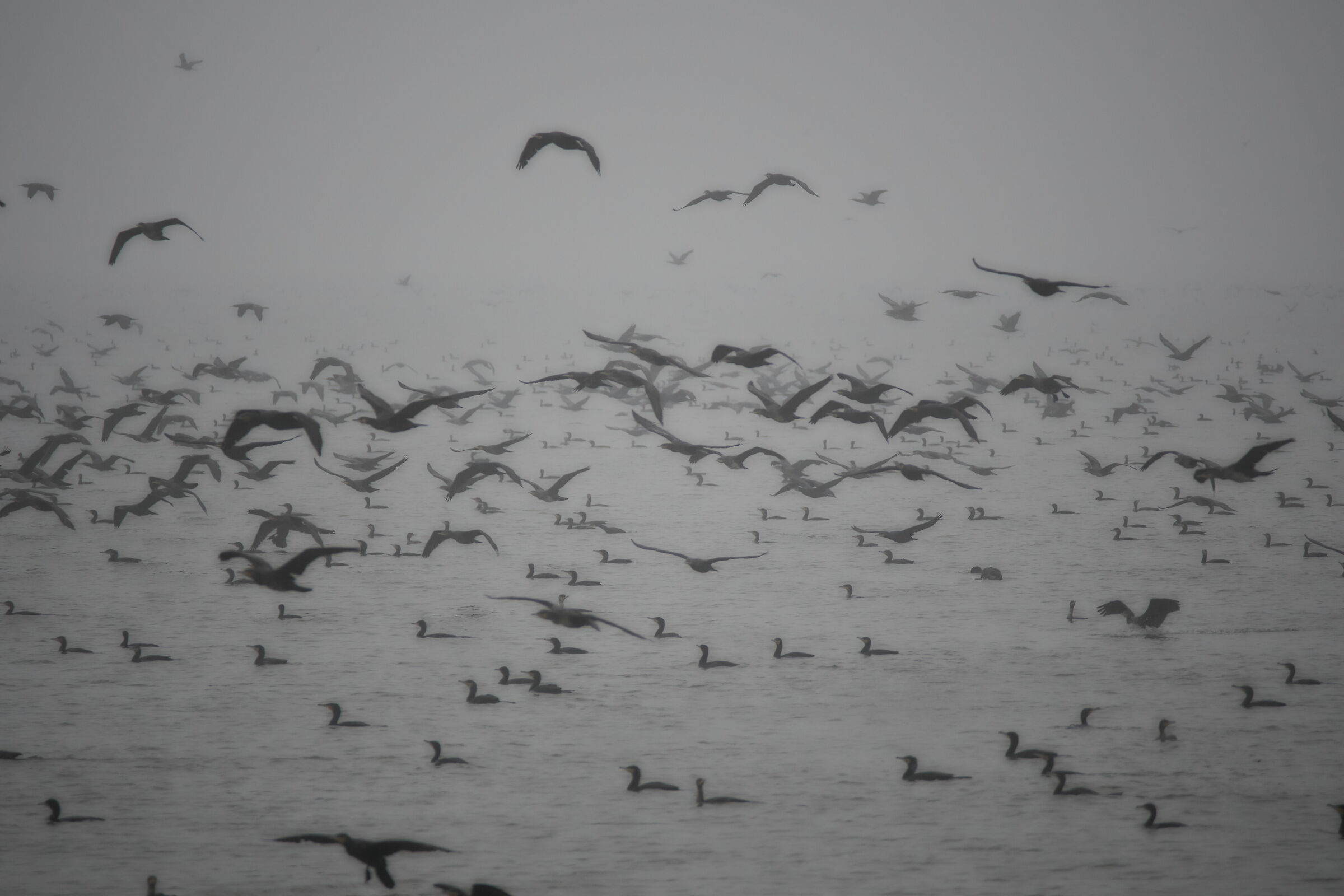 . Flocks of black birds (cormorants) as exiled thoughts