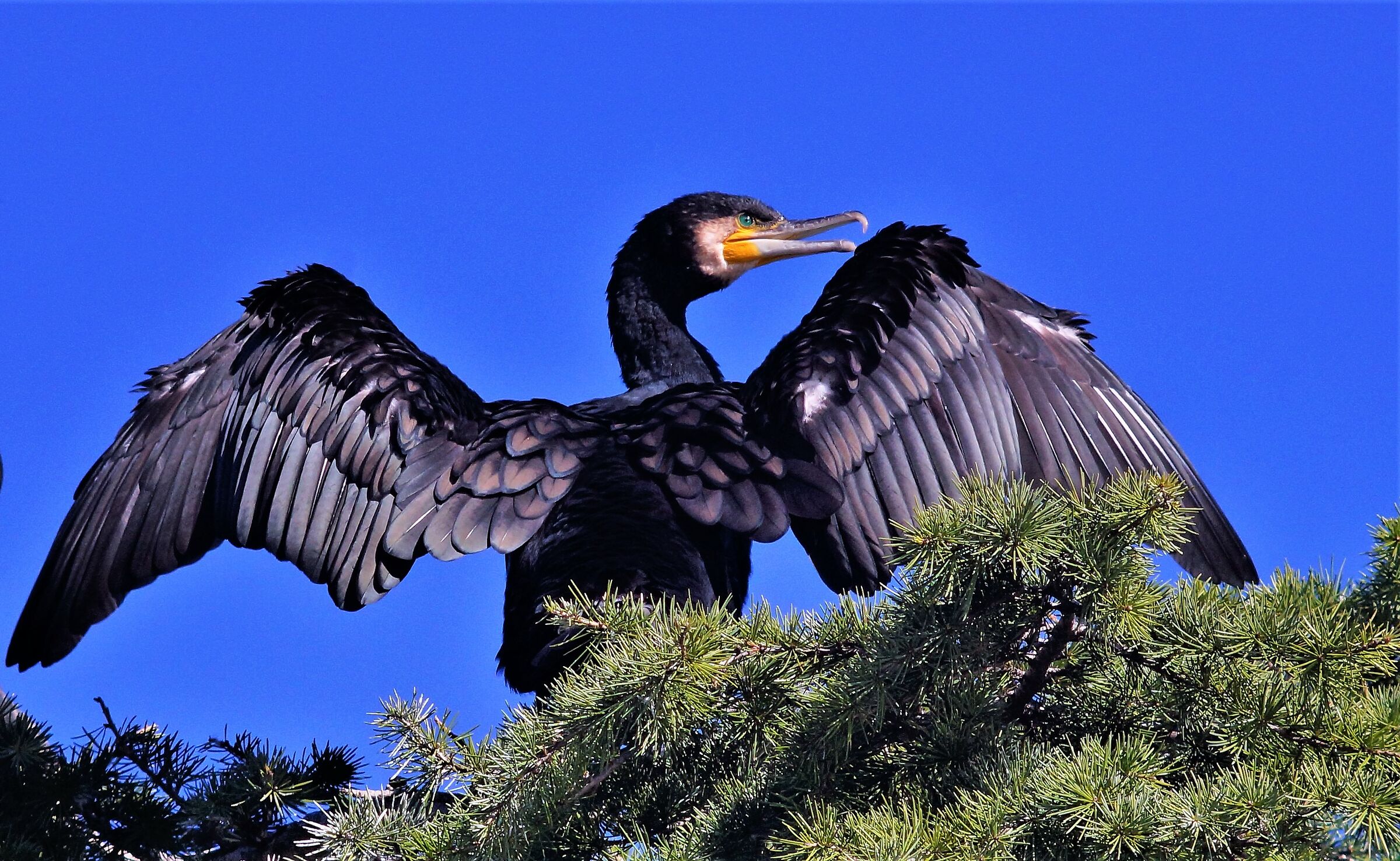 cormorants to the Eur