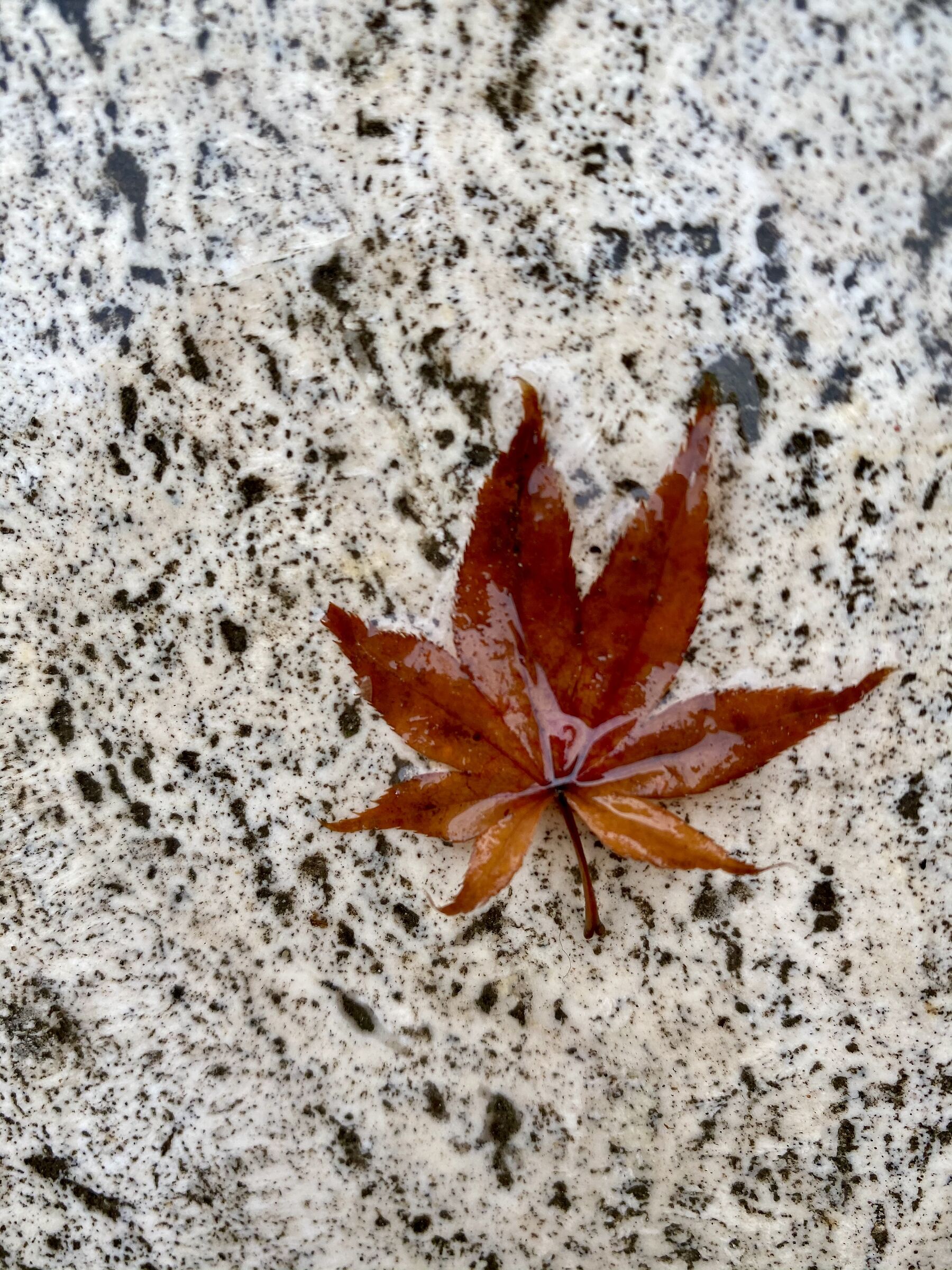 Foglia d'acero giapponese su sfondo di pietra