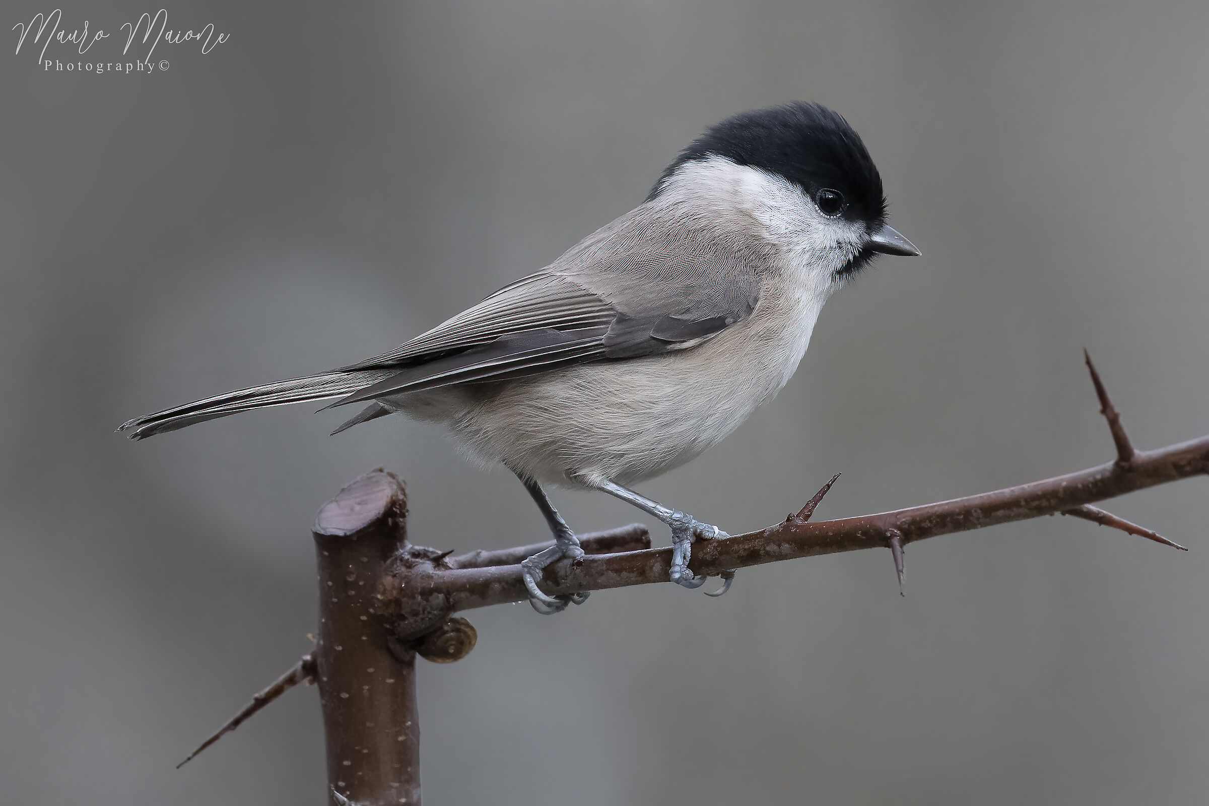 cincia bigia (Poecile palustris)