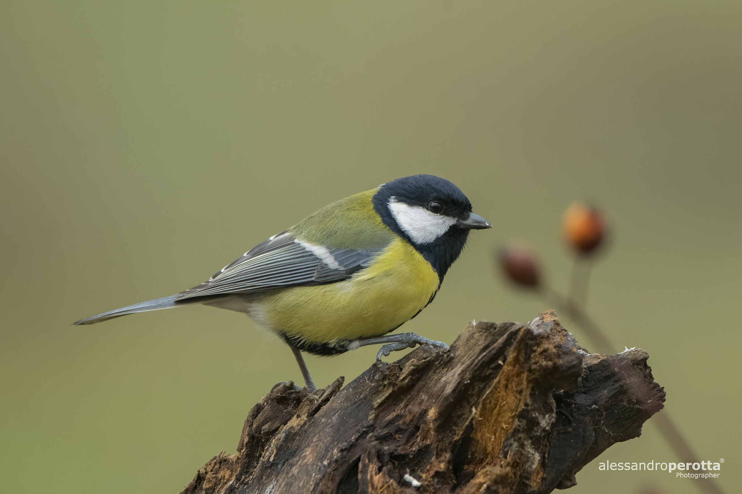 Parus major