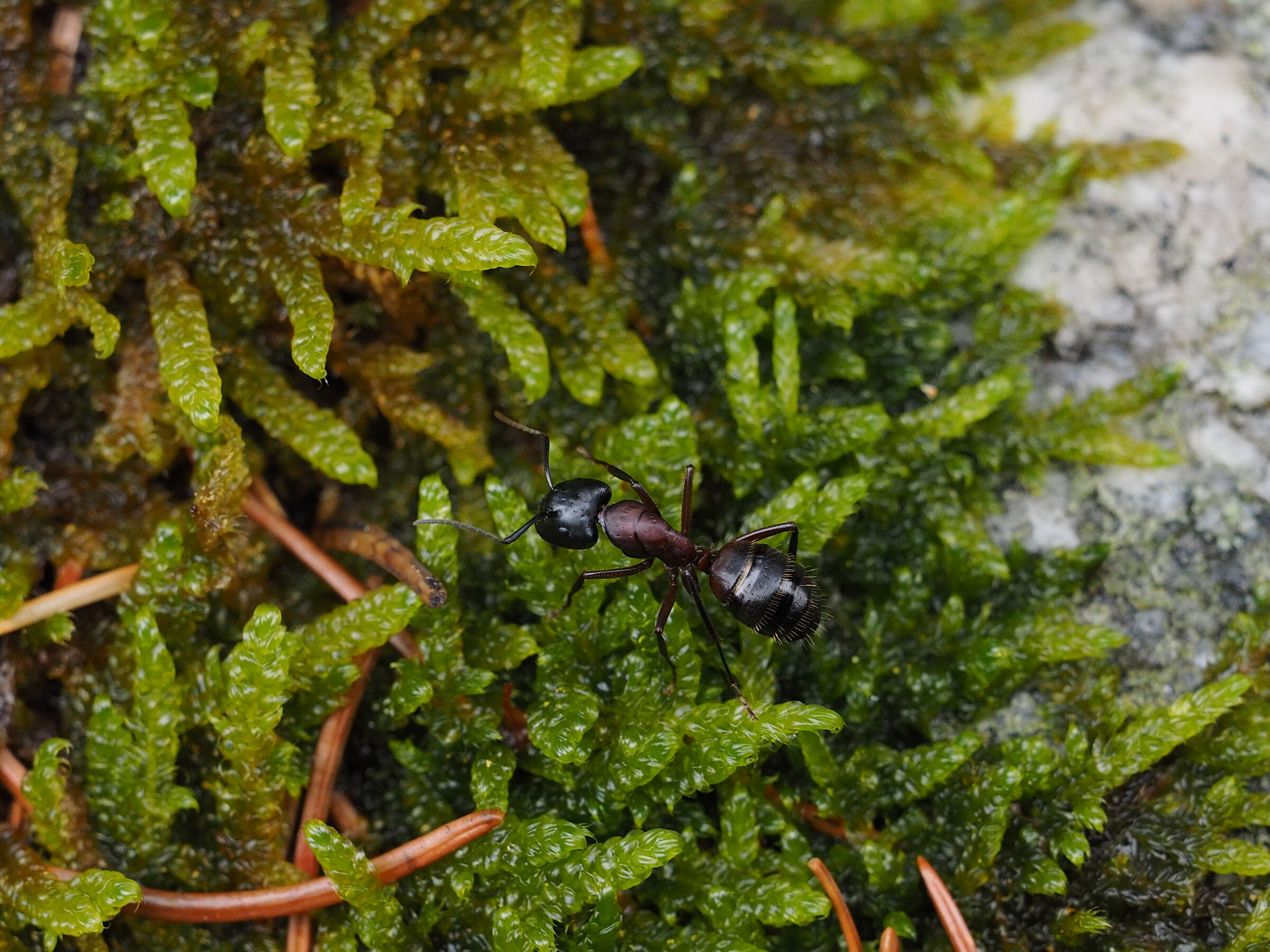 Questione di proporzioni