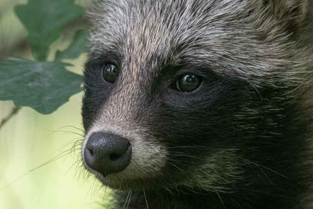 Cane procione Euro/asiatico