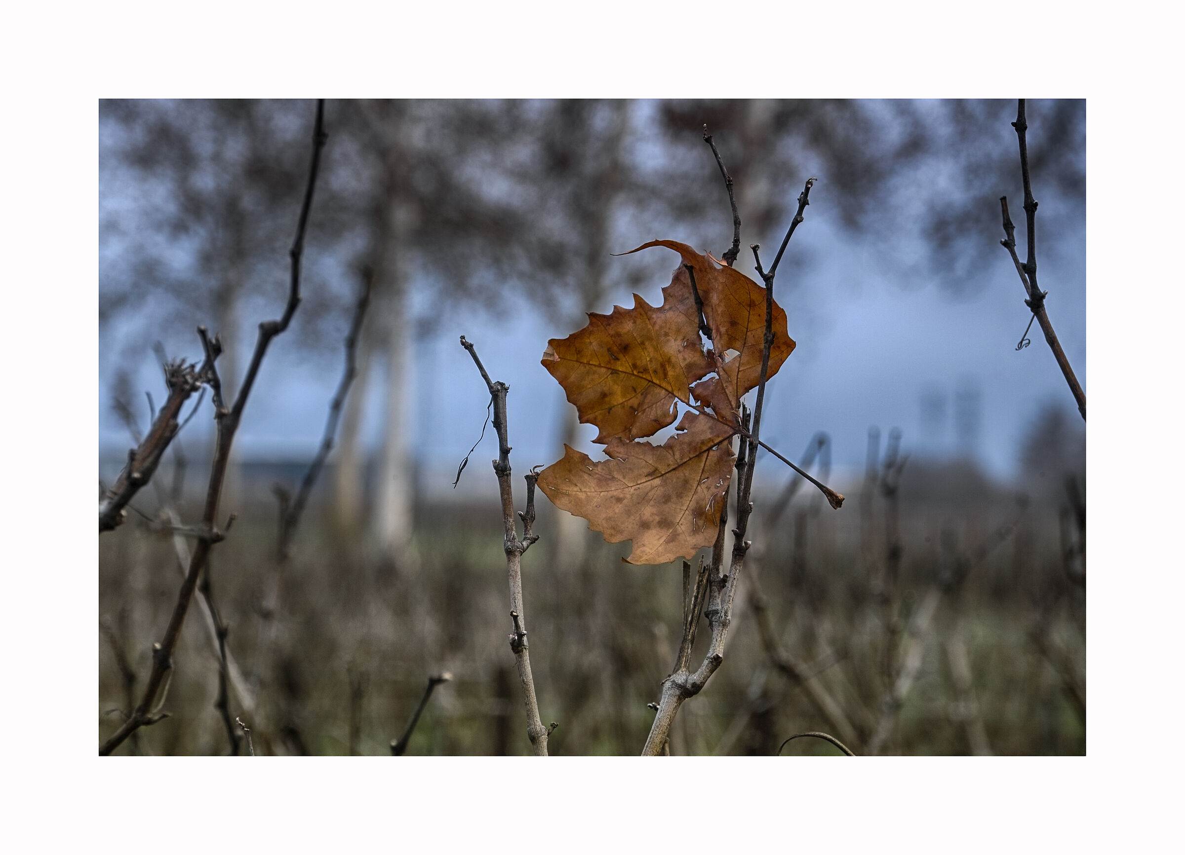 Ultimi scampoli d'Autunno