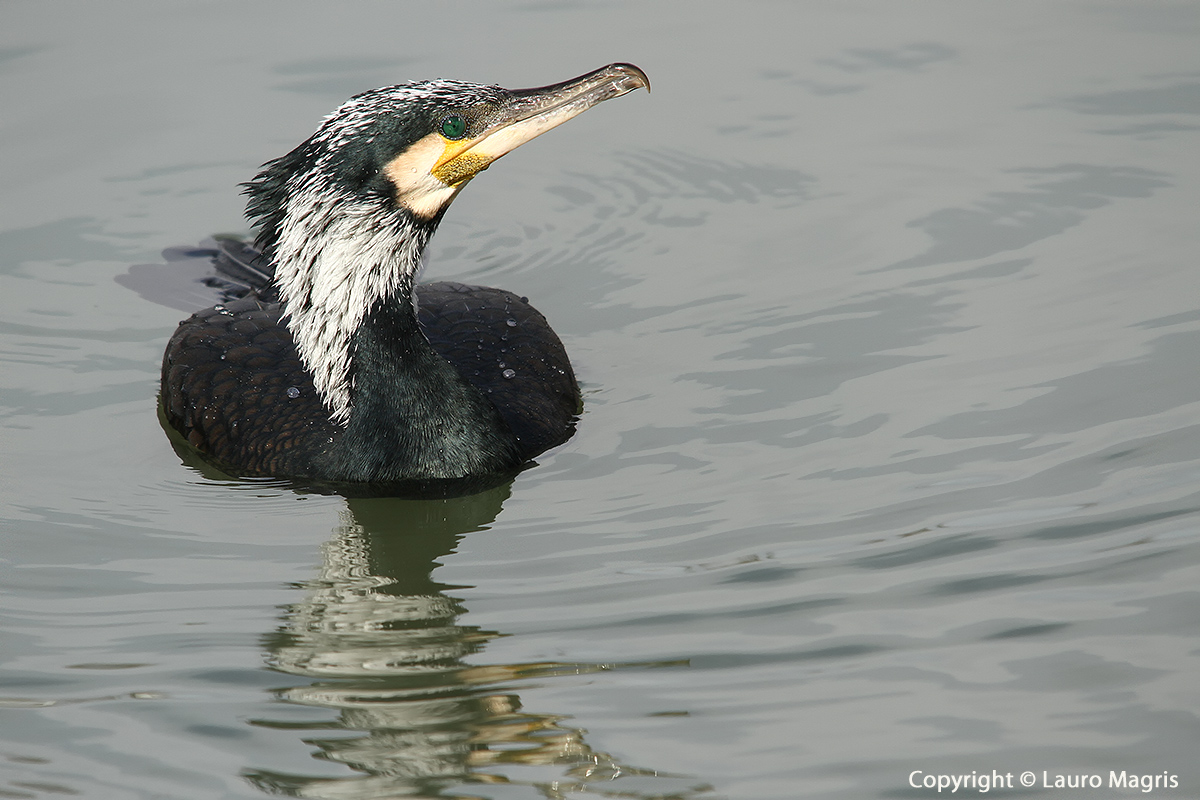 Cormorant posing