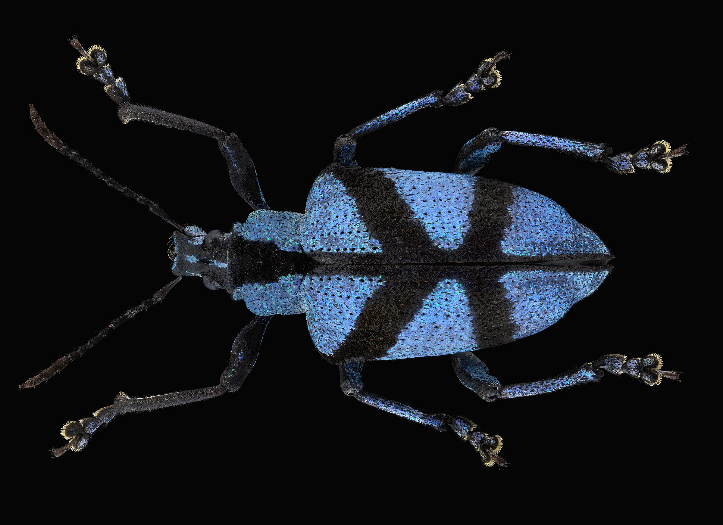 Decussatus polytelis