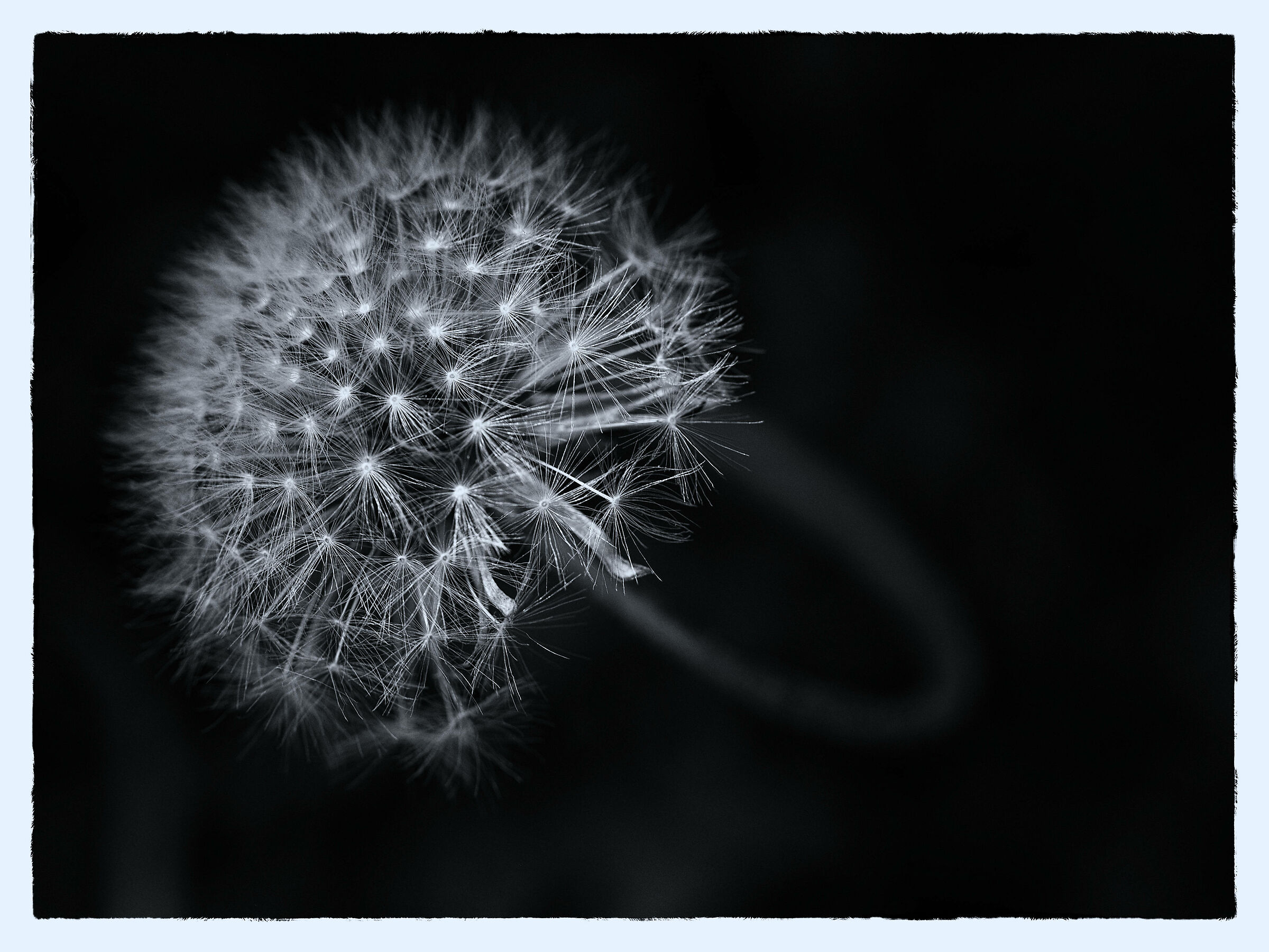 Soffione 2