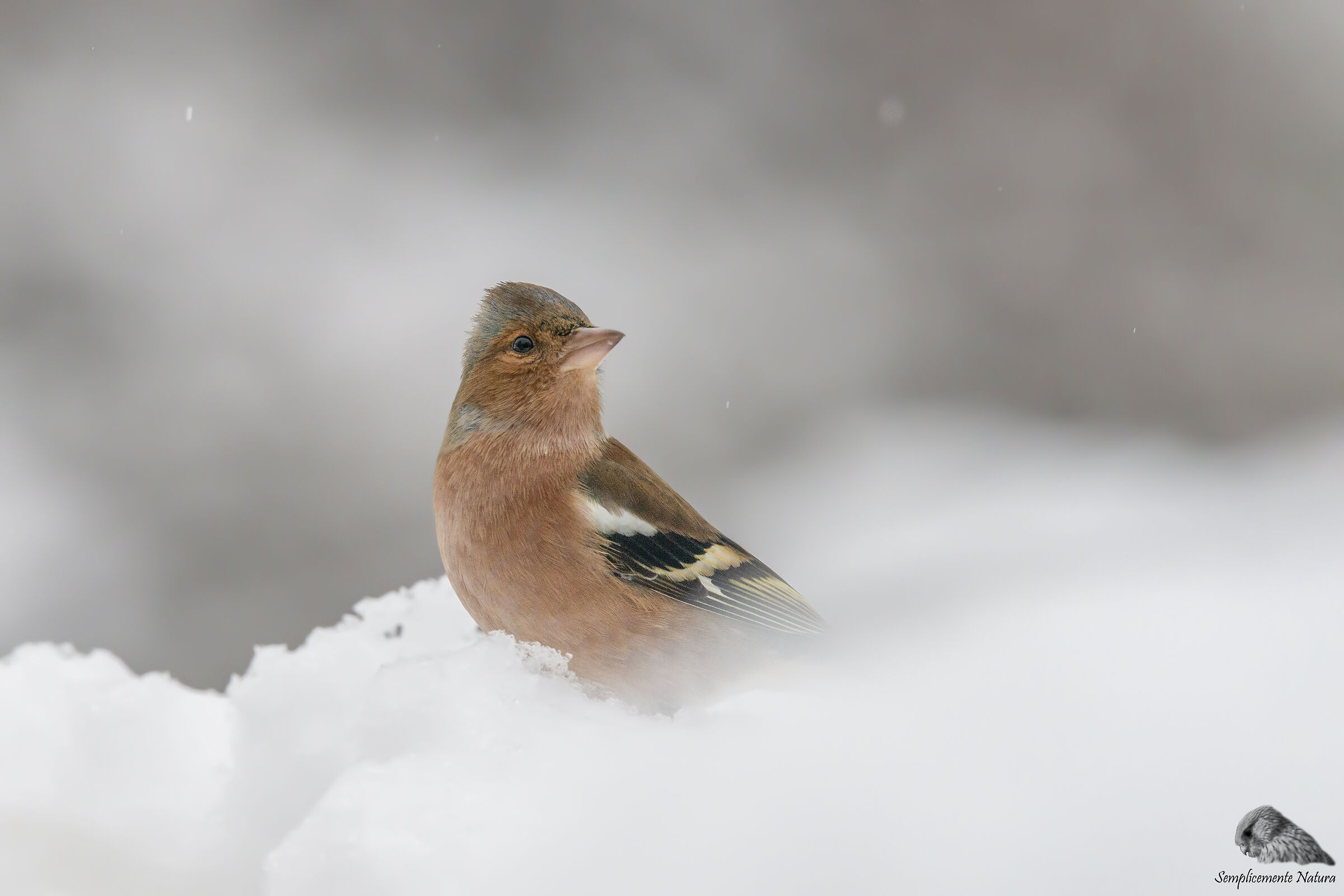 Finch (Fringilla coelebs)