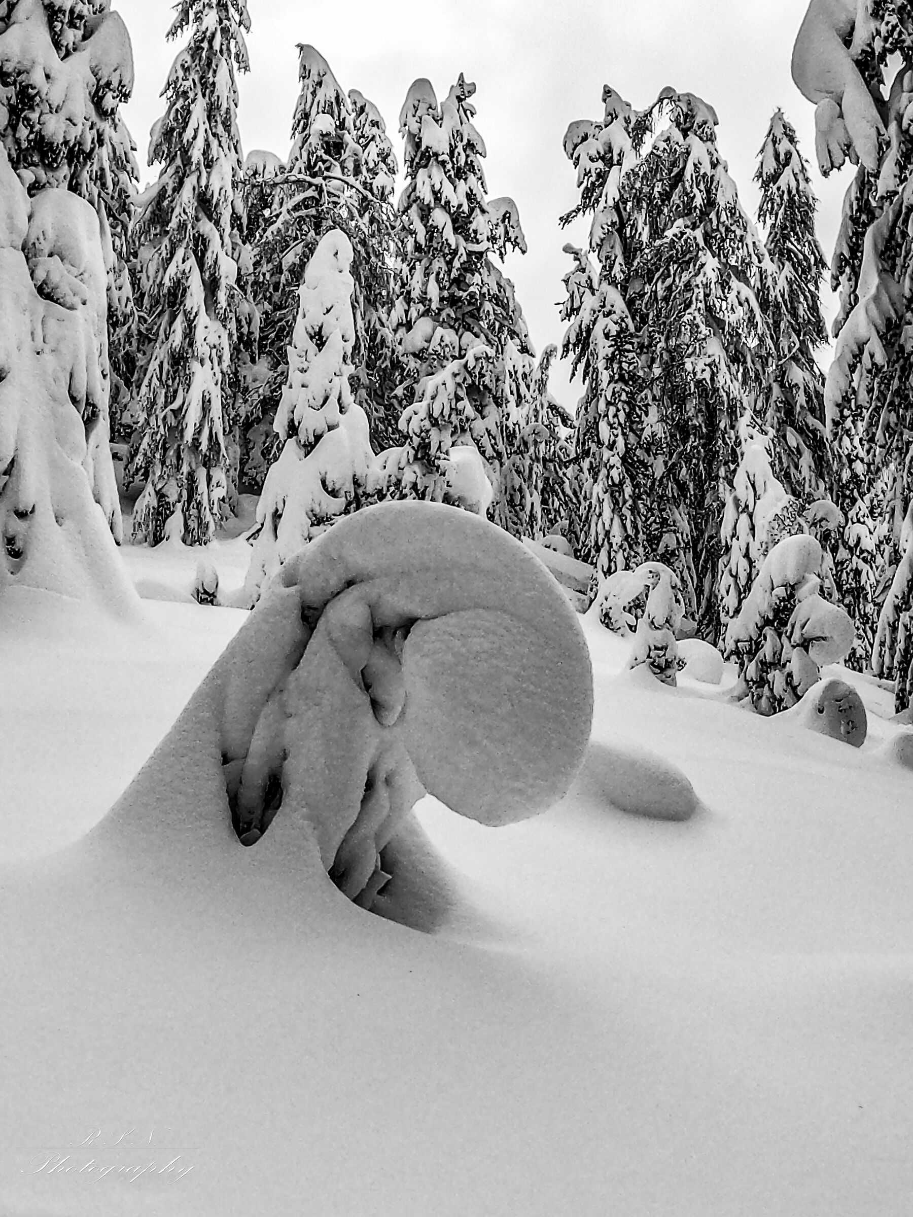 Bow to winter