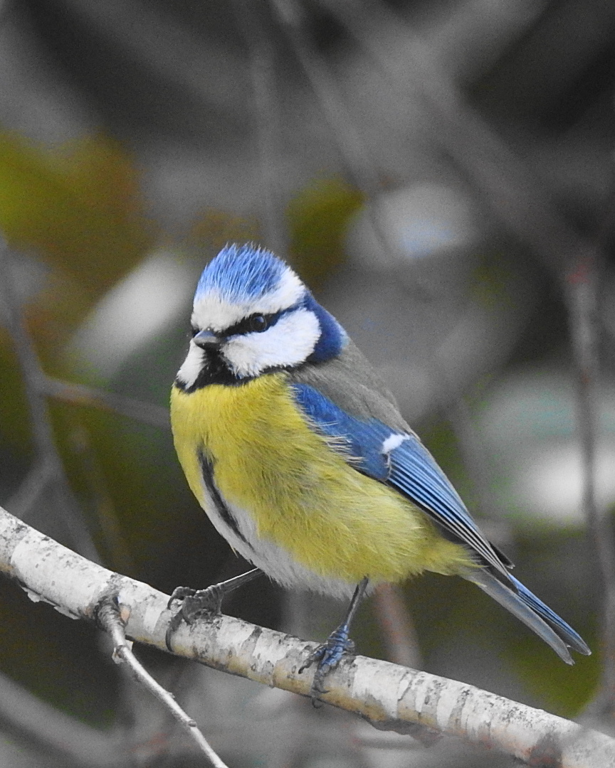 cinciarella on birch