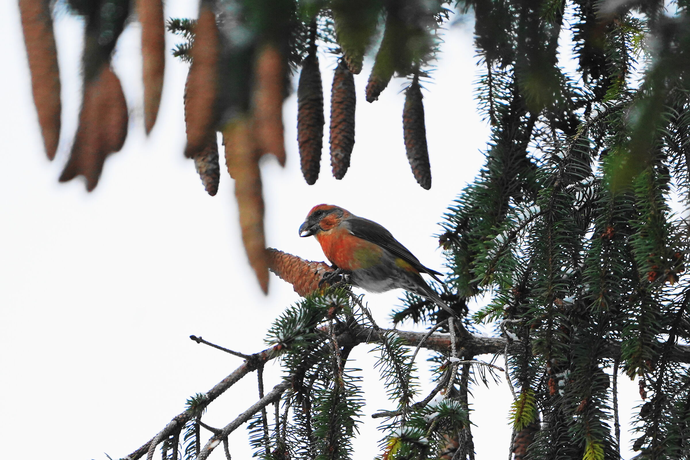 cross on the fir tree