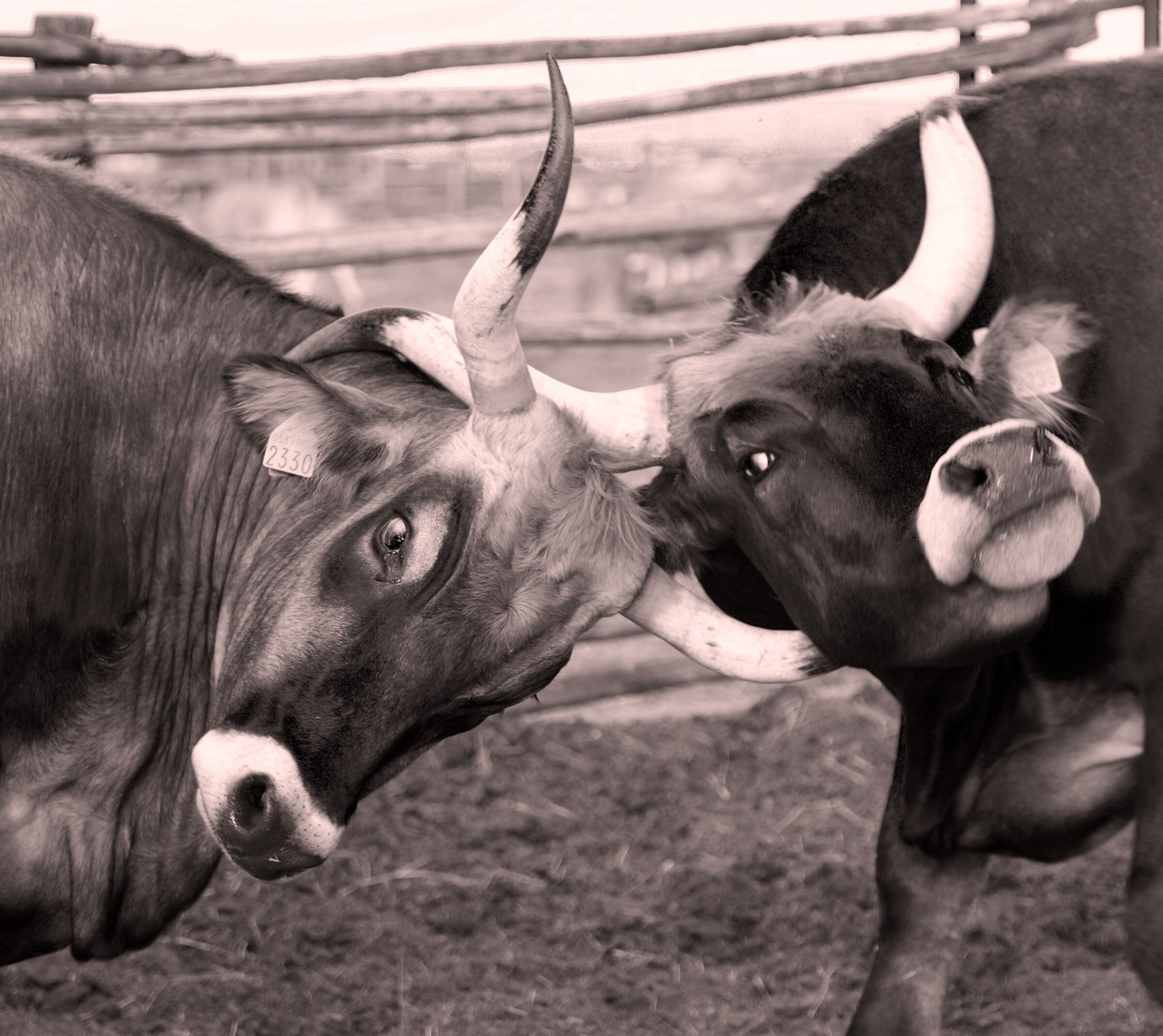 Prendiamoci per le corna