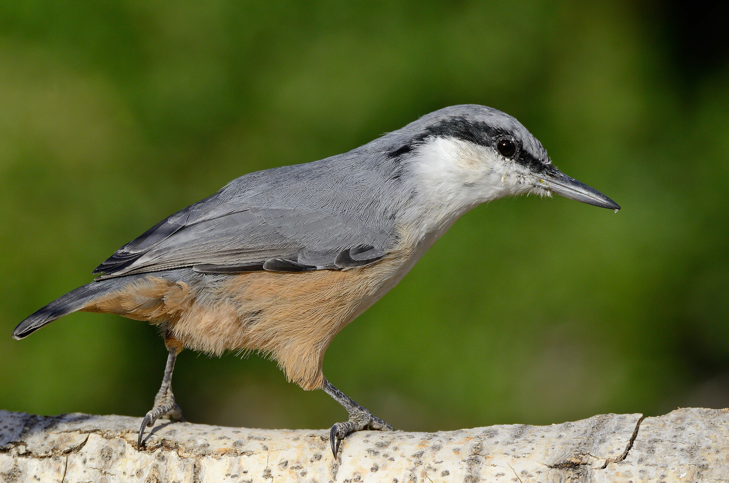 Rock nuthatch