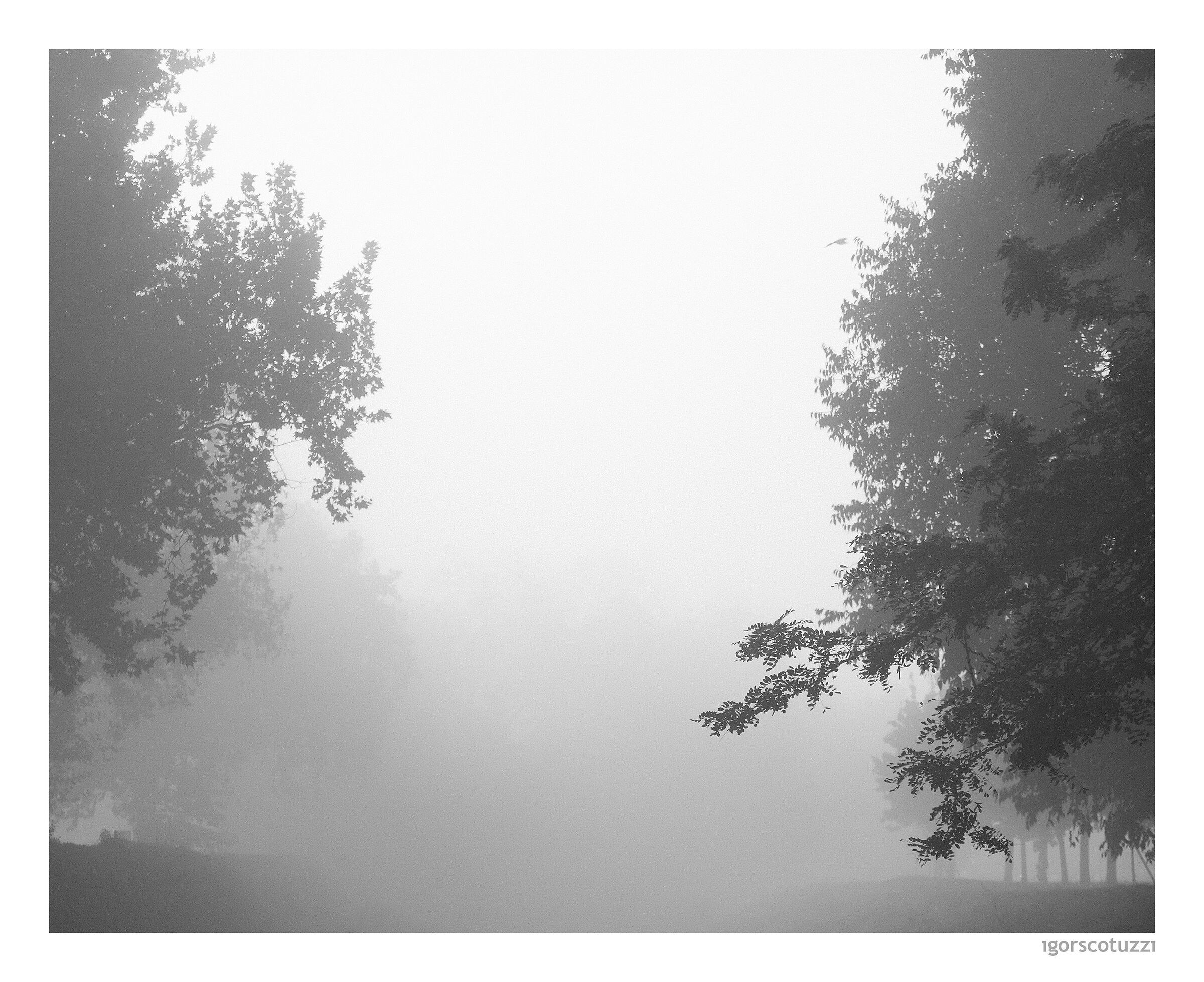 Fog