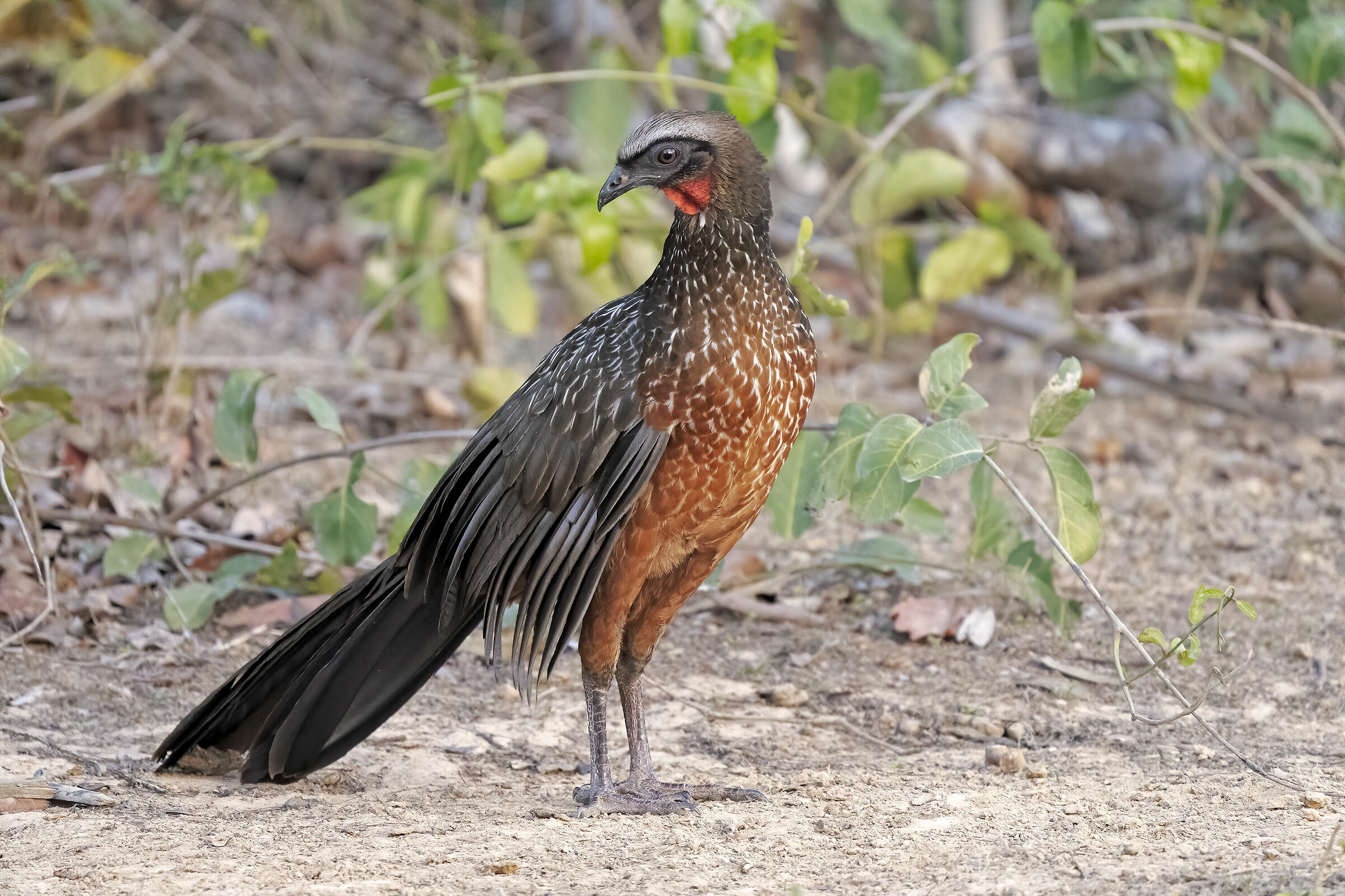 Jacu-de-barriga-castanha
