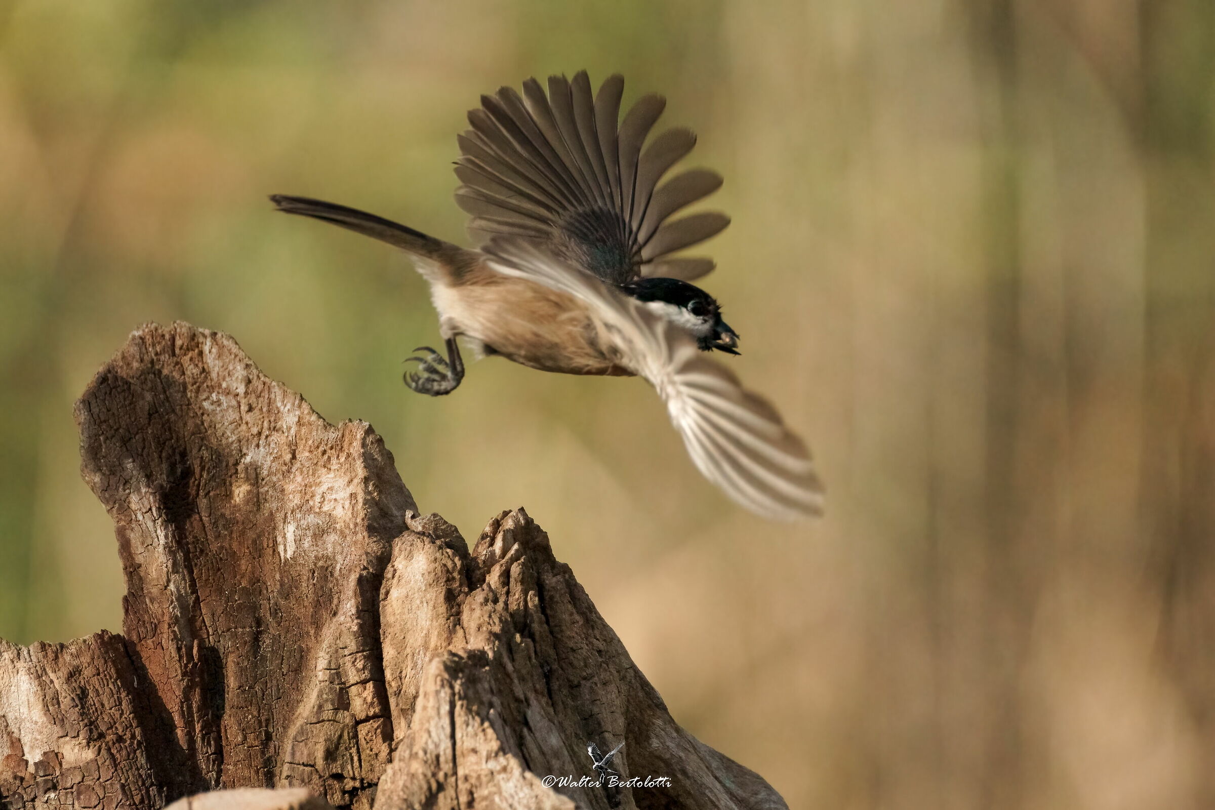 on the run with loot