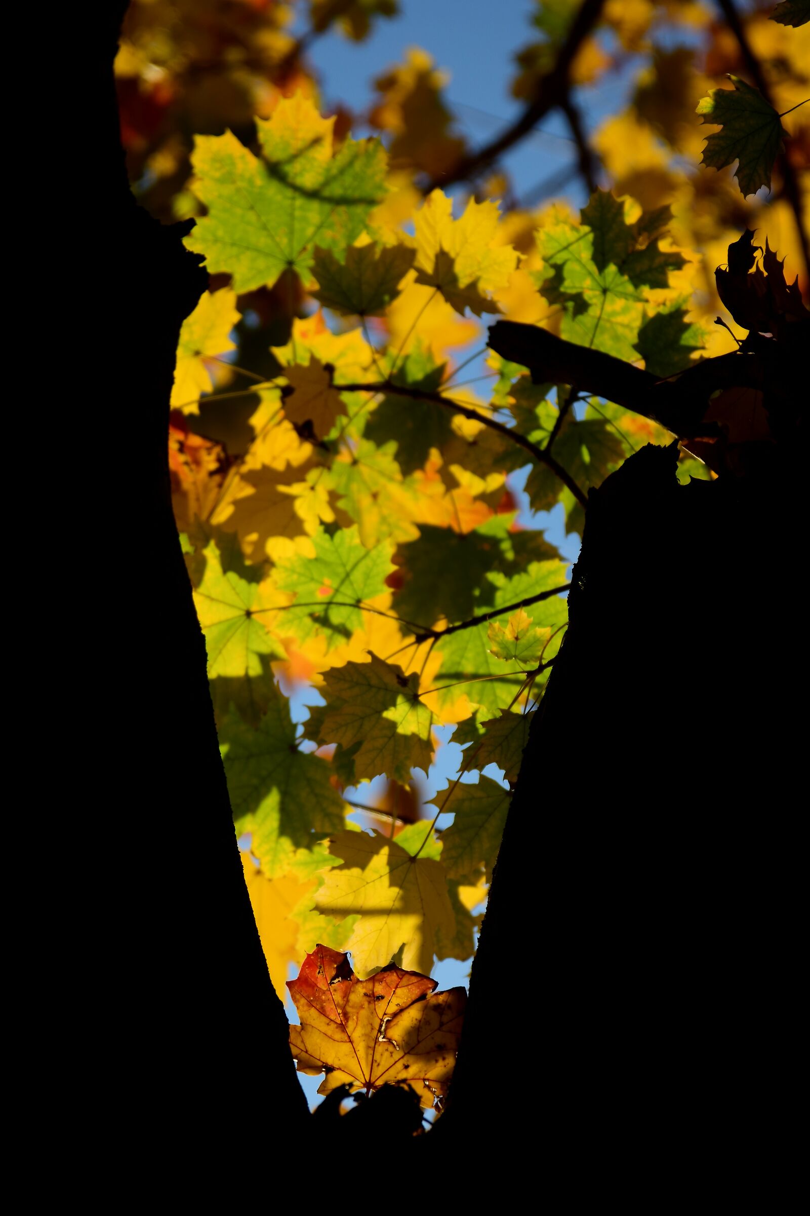 Imbuto d' autunno