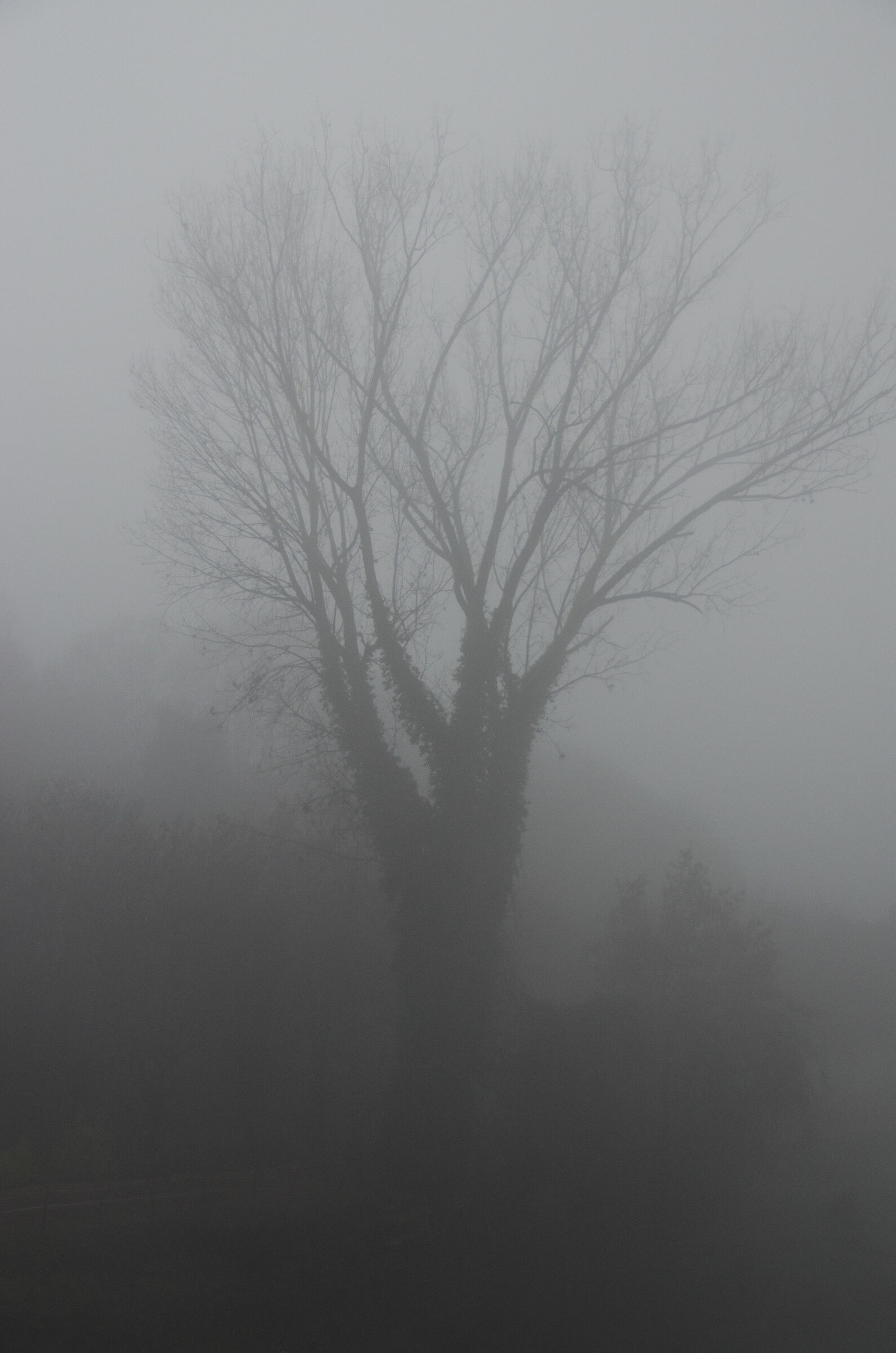 nebbia