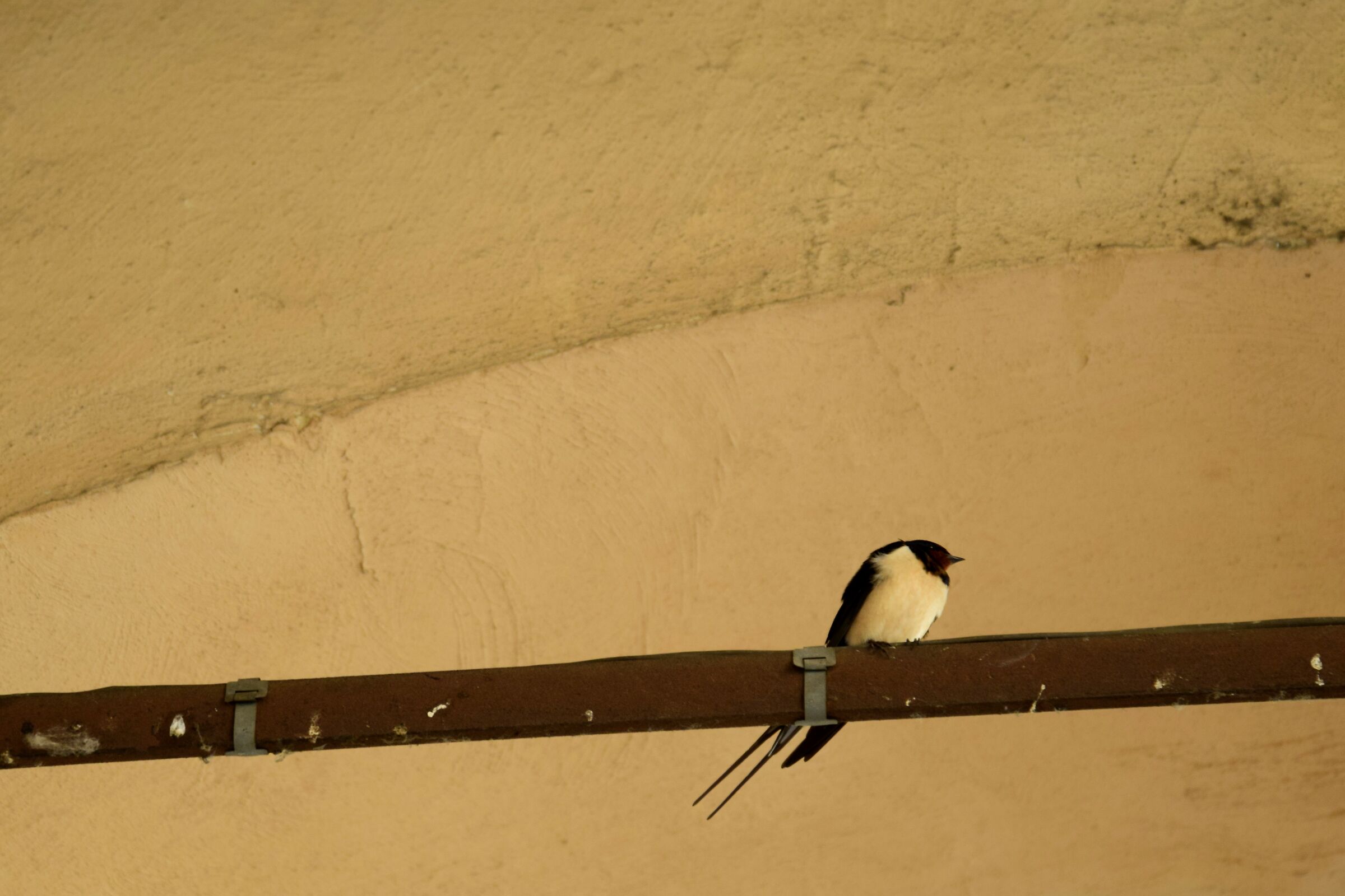 Aspettando