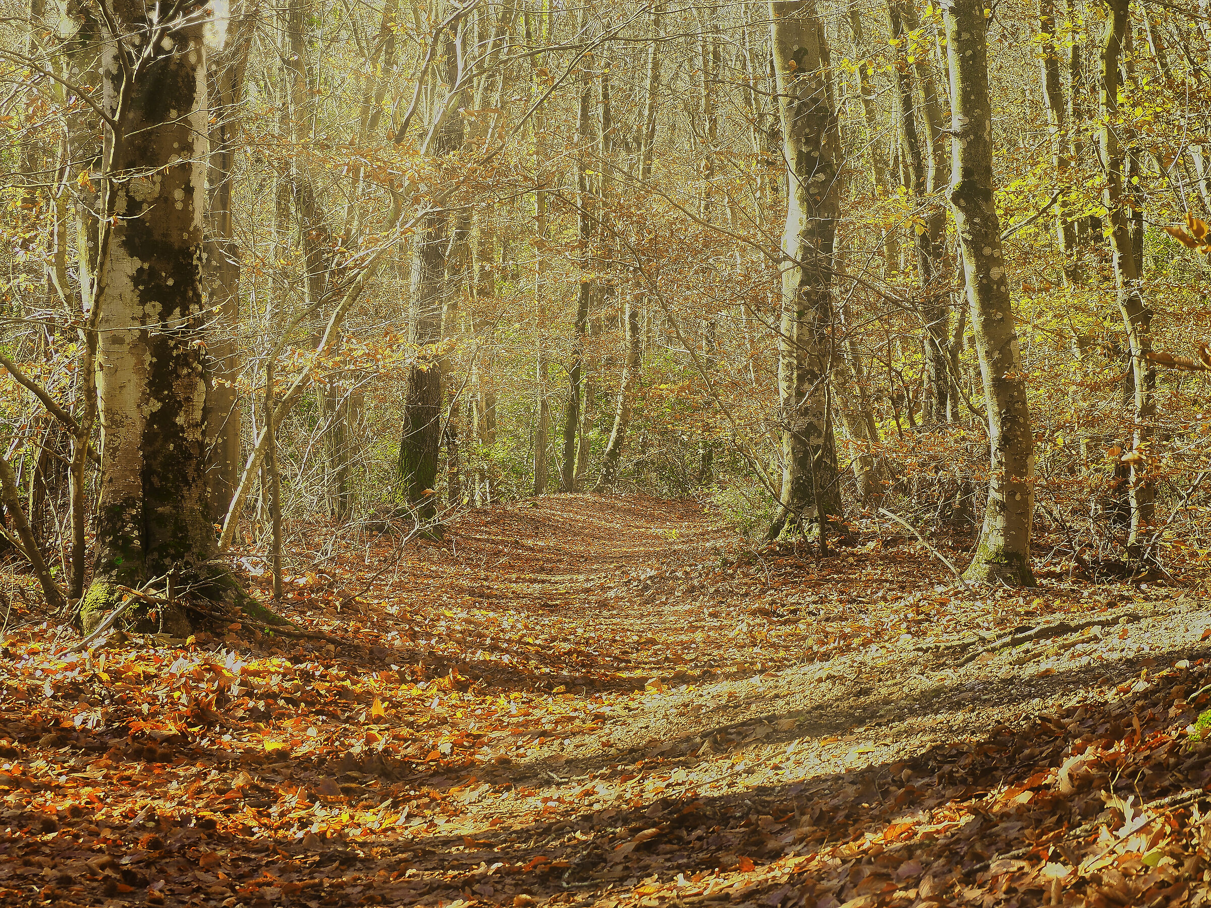 Domenica al Faggeto di Allumiere (rm)