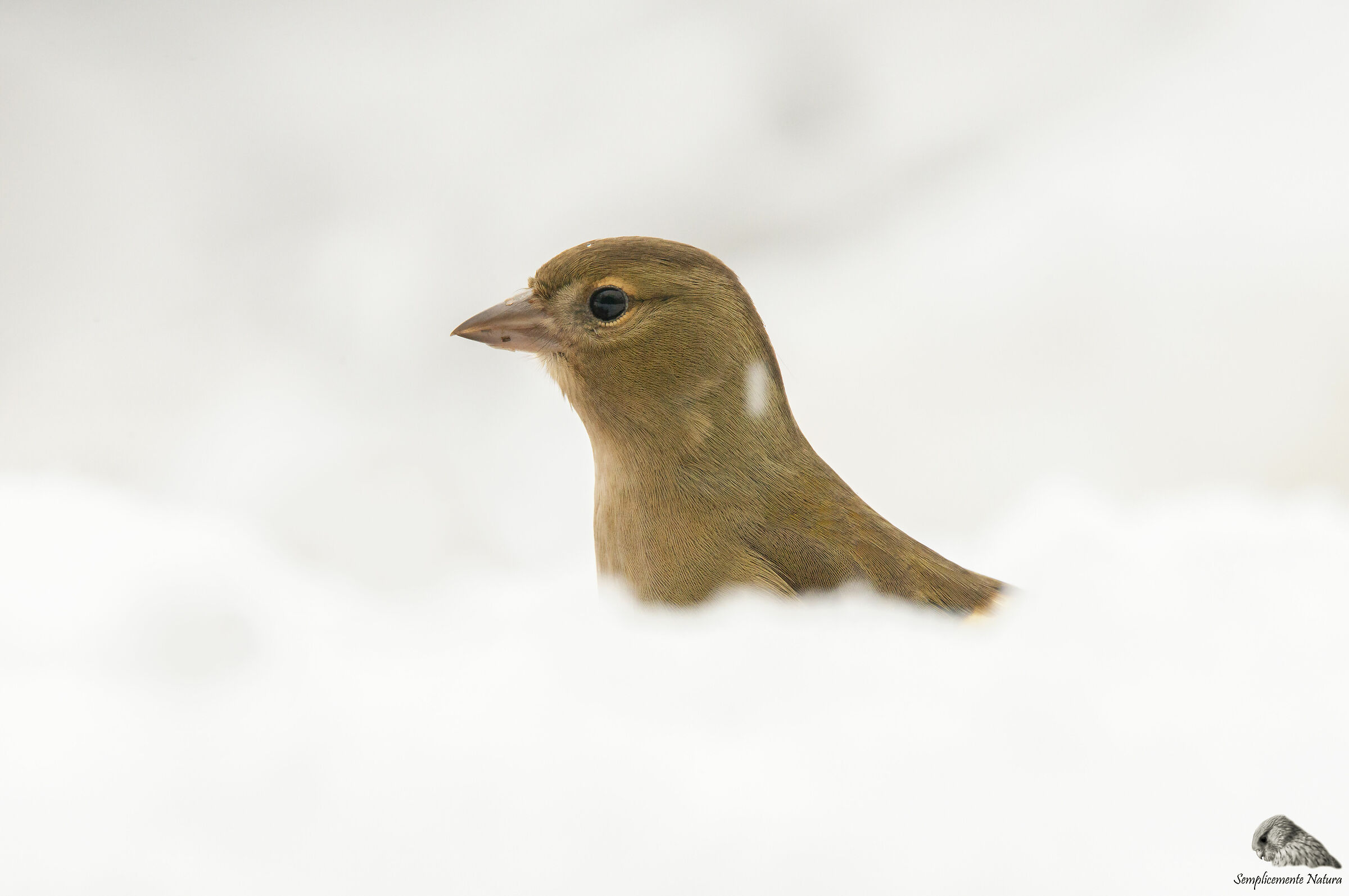 Finch (Fringilla coelebs)