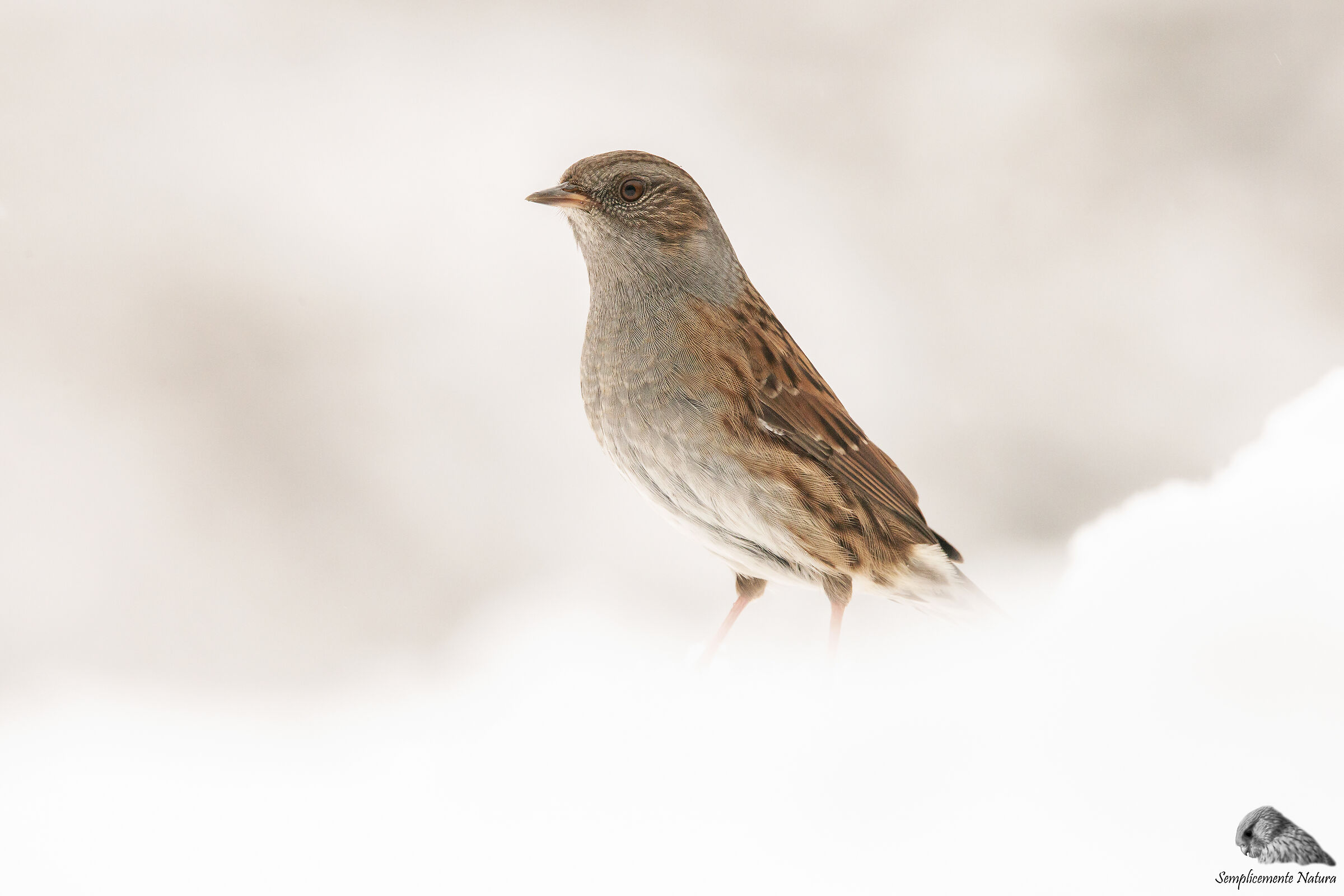 Flounder Scopaiola (Prunella modularis)