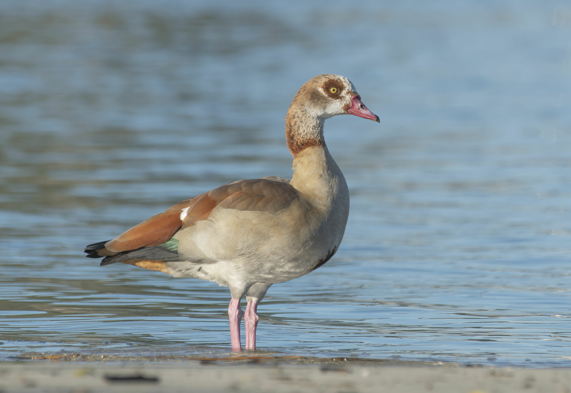 Egyptian goose