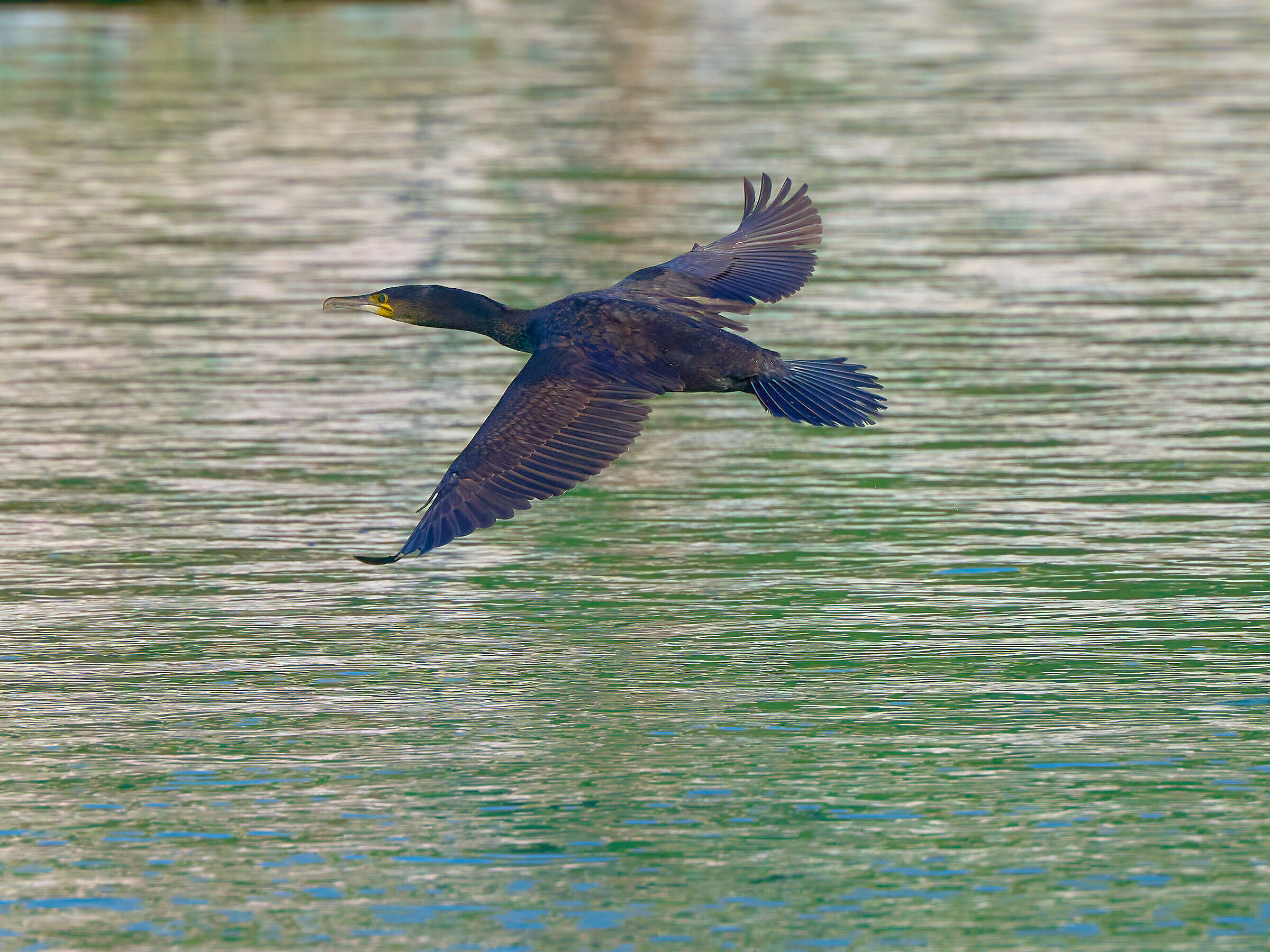 Cormorano
