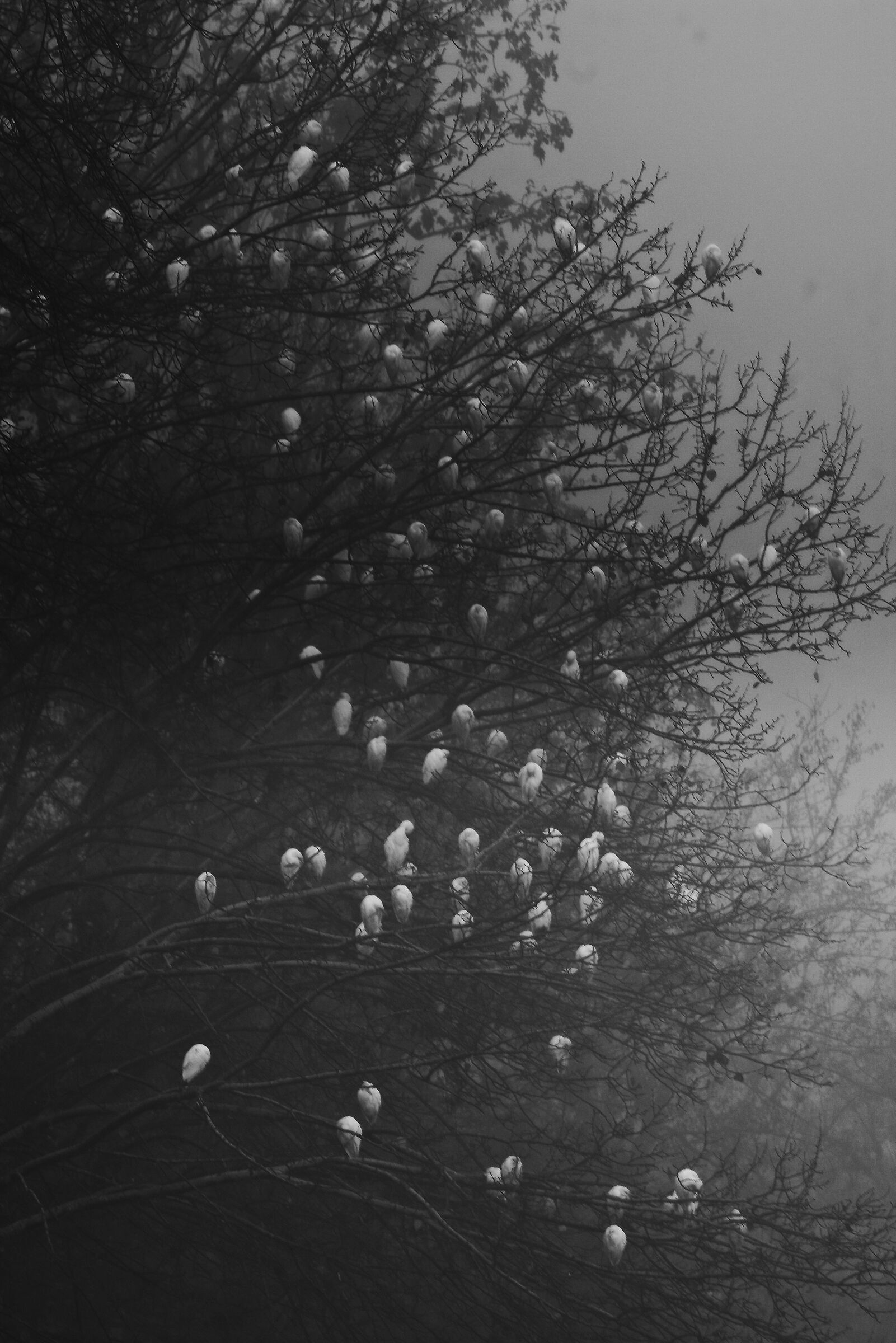 La Casa Nella Nebbia