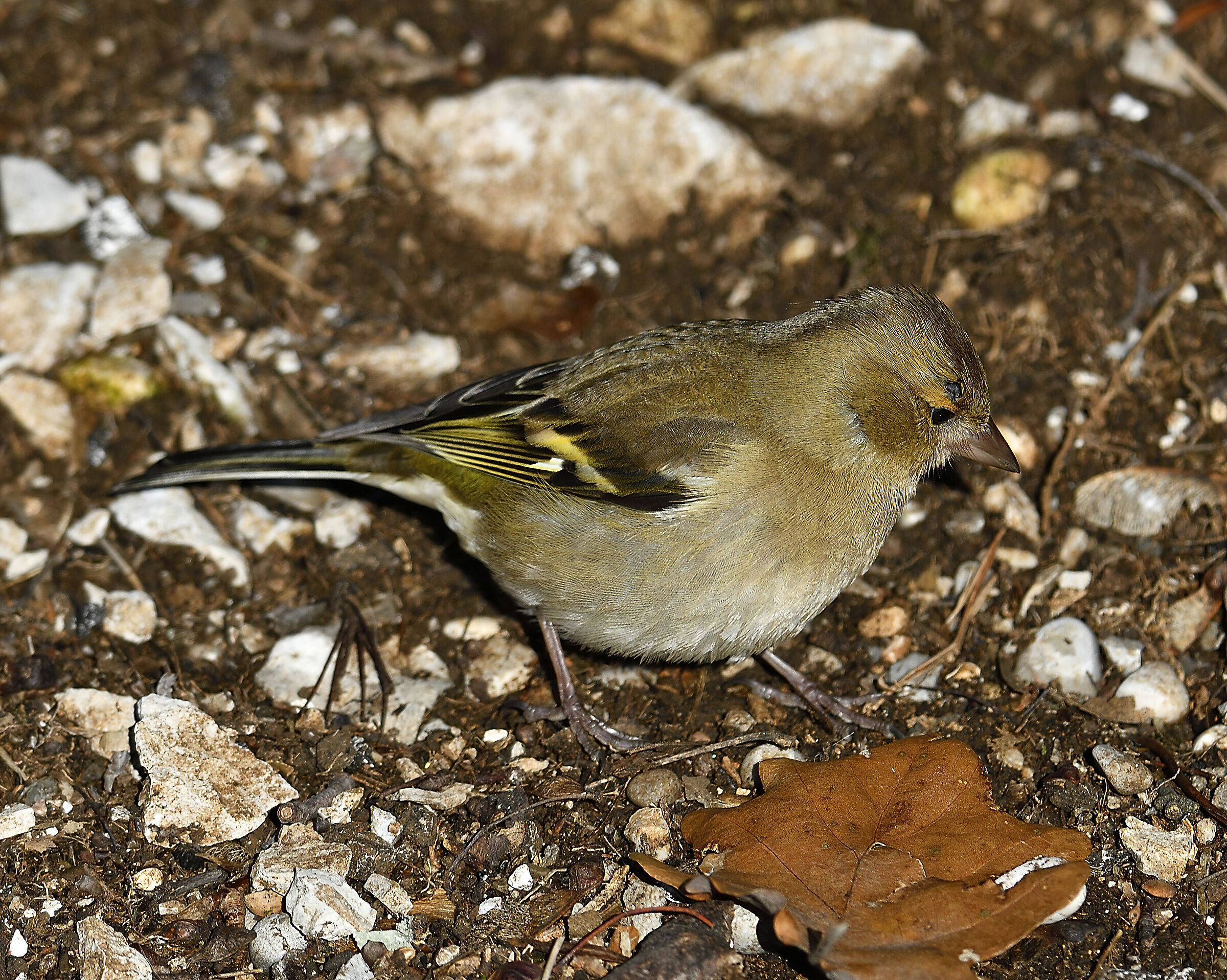 Alla ricerca di cibo...