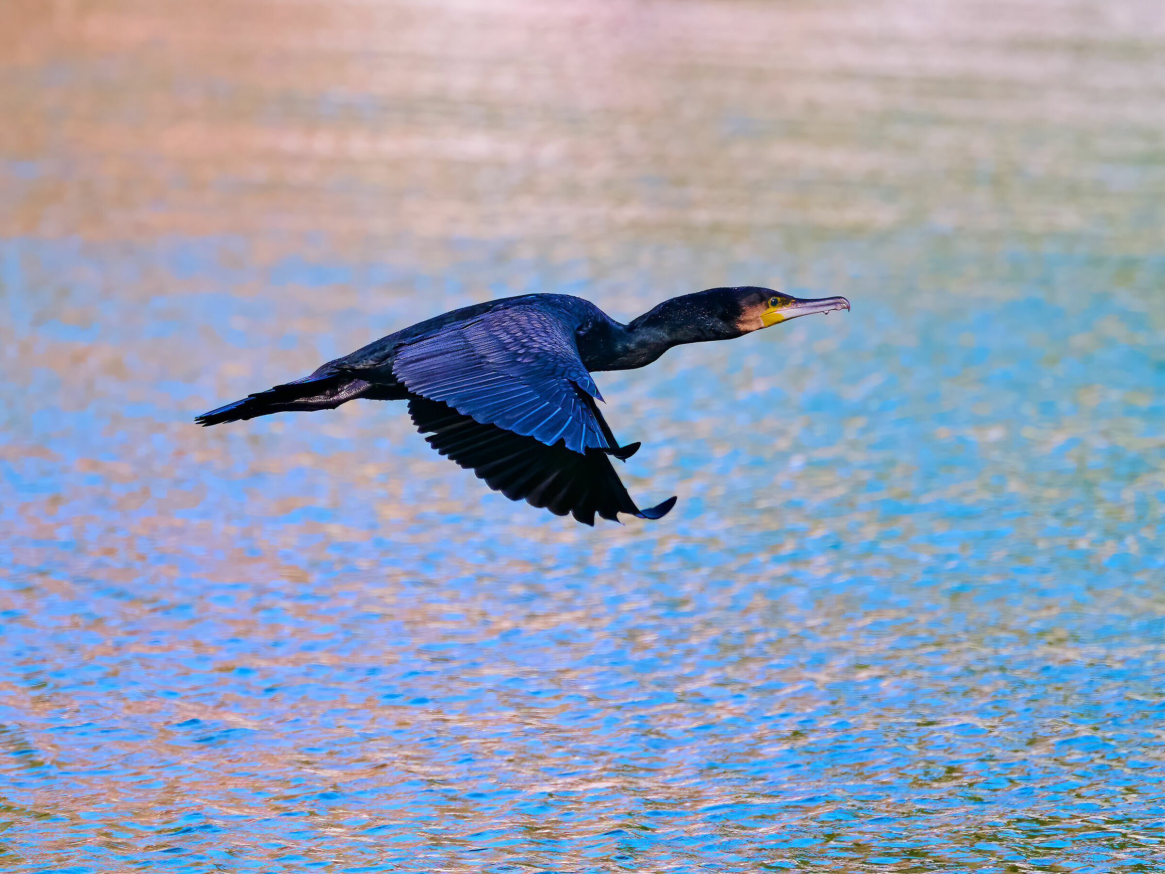 Cormorano
