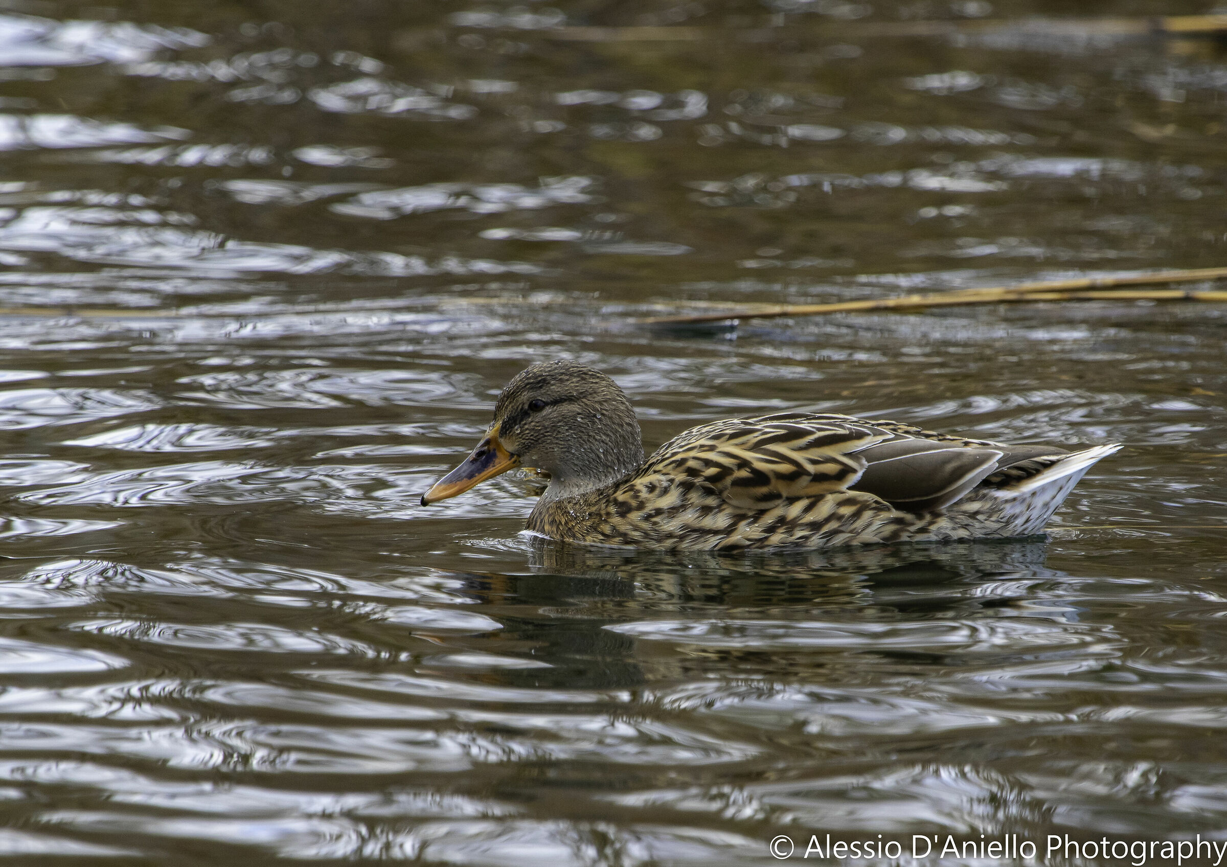 Germano reale femmina